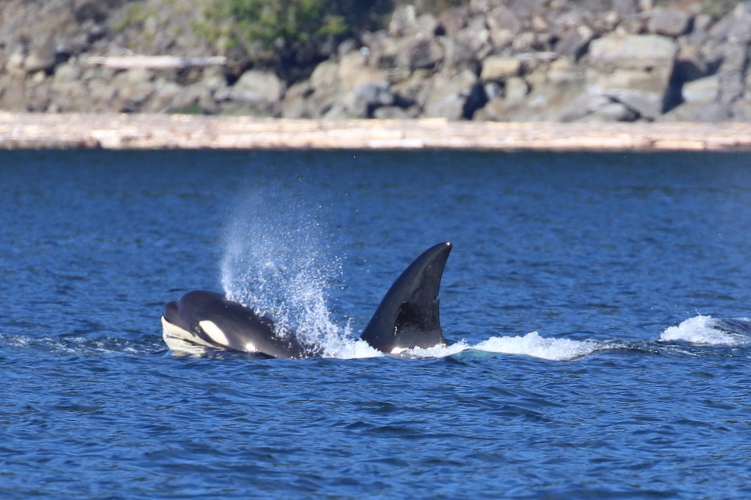 October 1, 2019 - Humpbacks in the Strait and orca close to home... AGAIN! :)