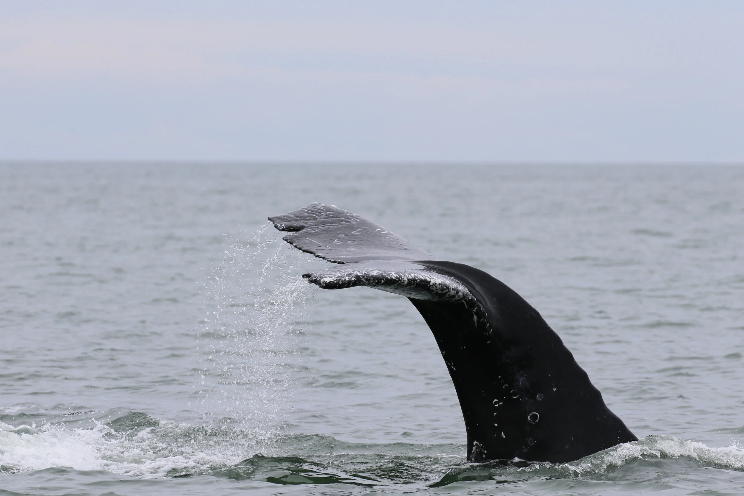 October 2, 2019 - Valiant and CRC-16447 