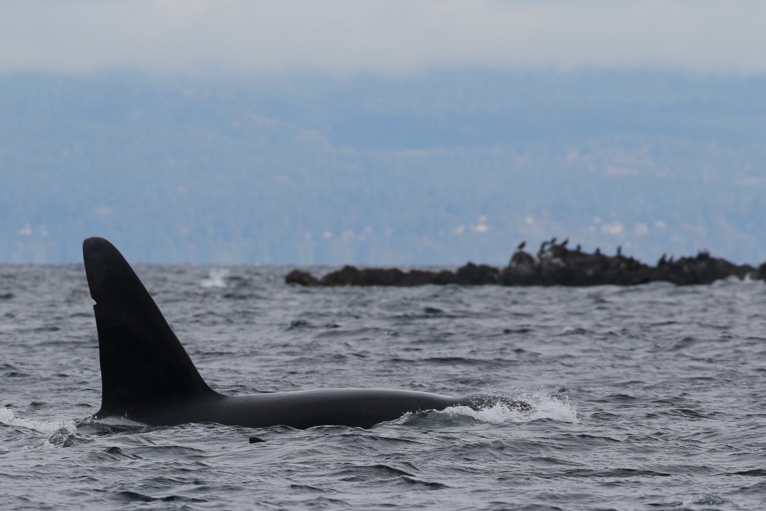 October 4, 2019 - Transient orca the T018s and T037As north of Nanaimo!