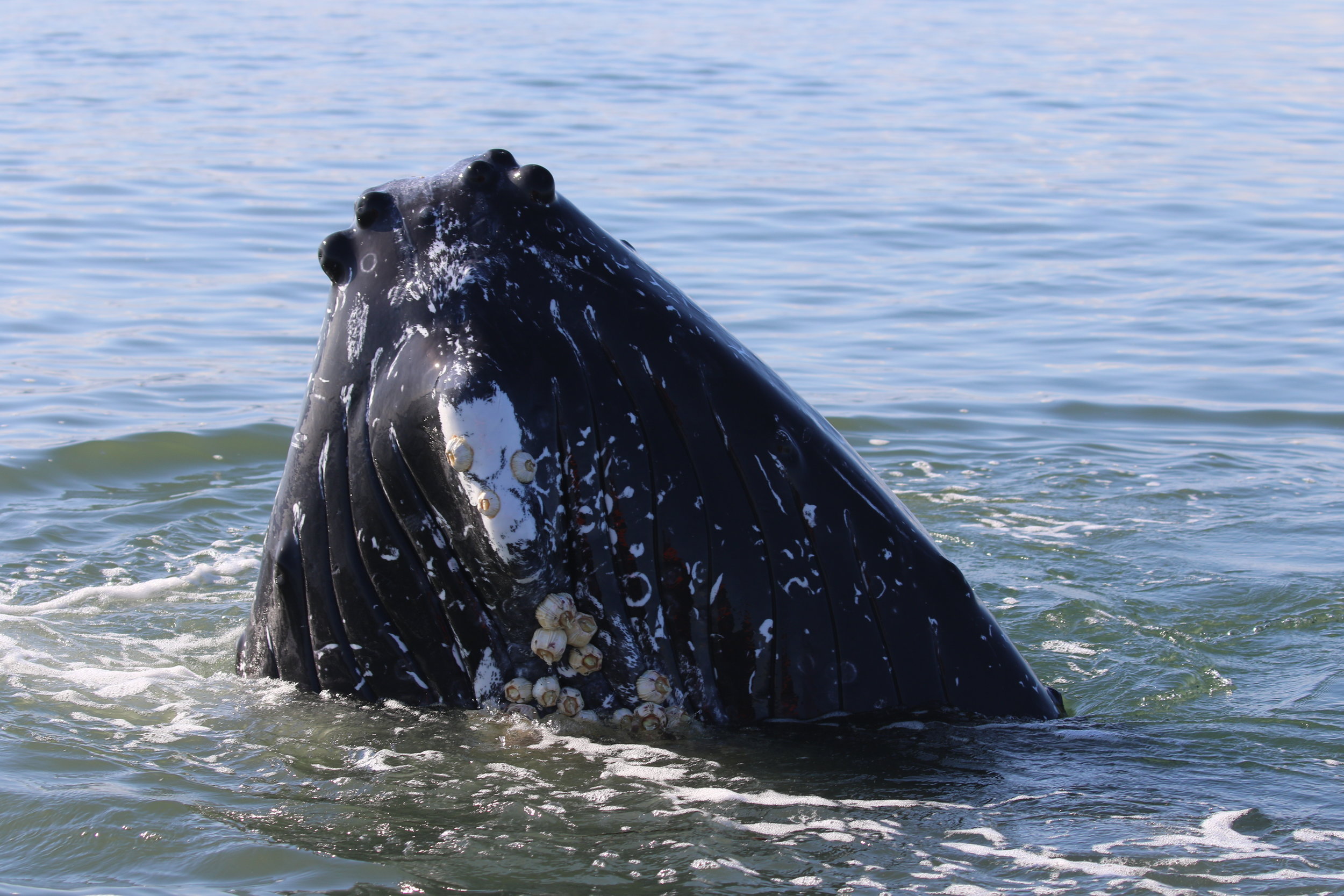 October 5, 2019 - 6 Humpback whales in the Strait of Georgia!