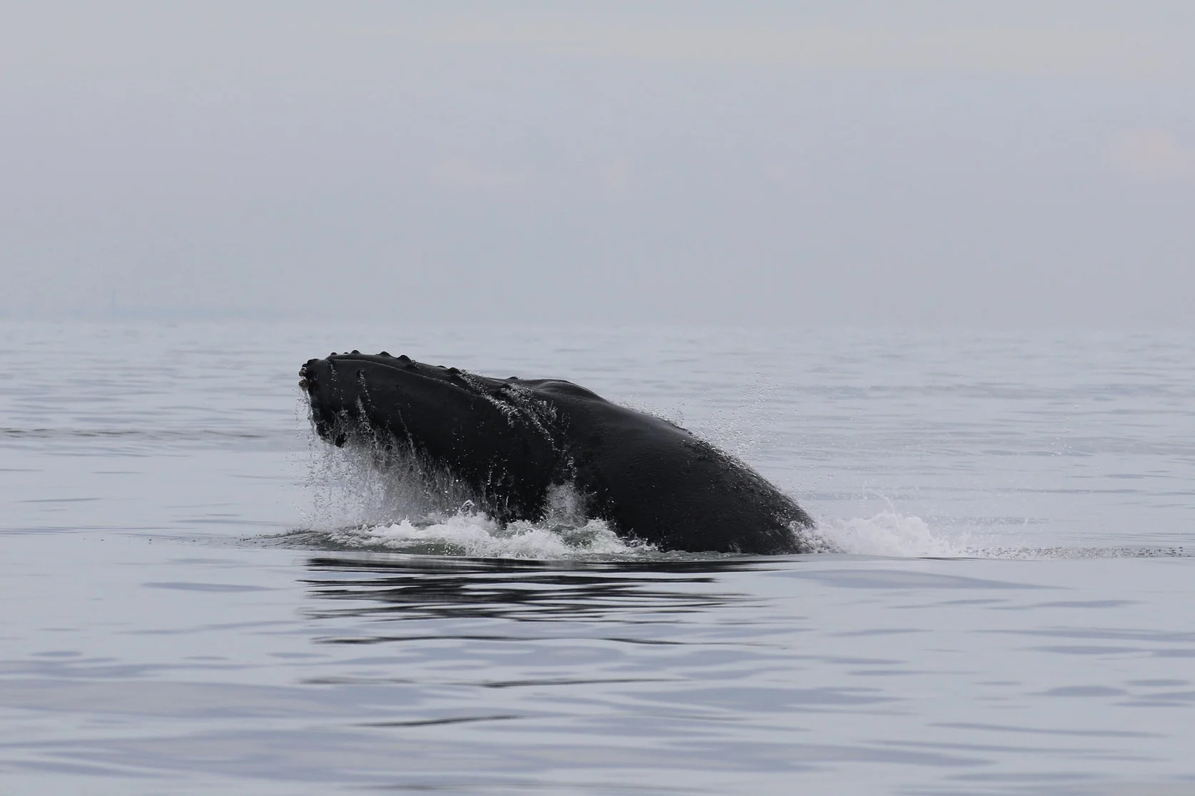 October 6, 2019 - Whale soup in the Strait of Georgia!