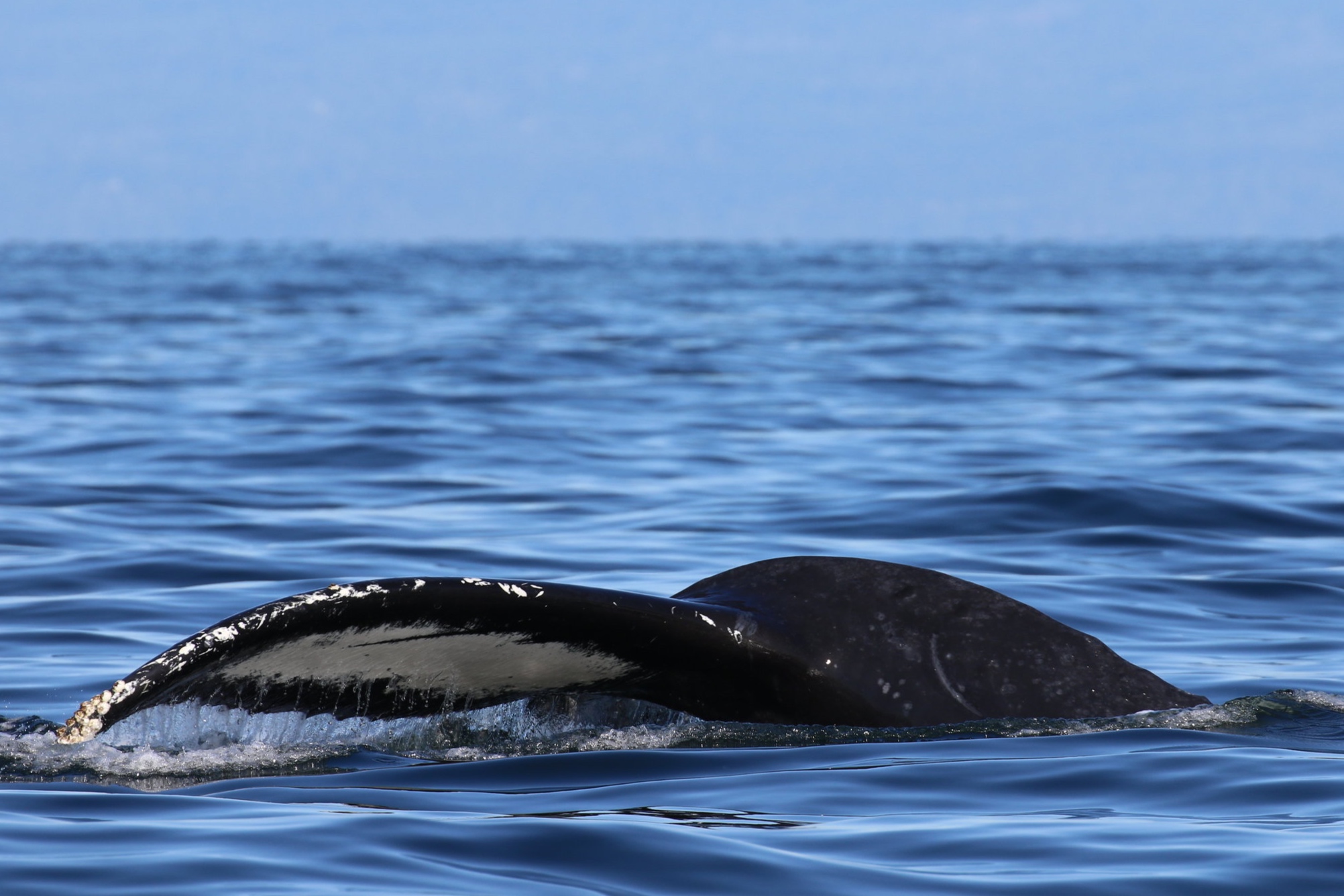 October 9, 2019 - Zephyr and calf cruising together in the Strait