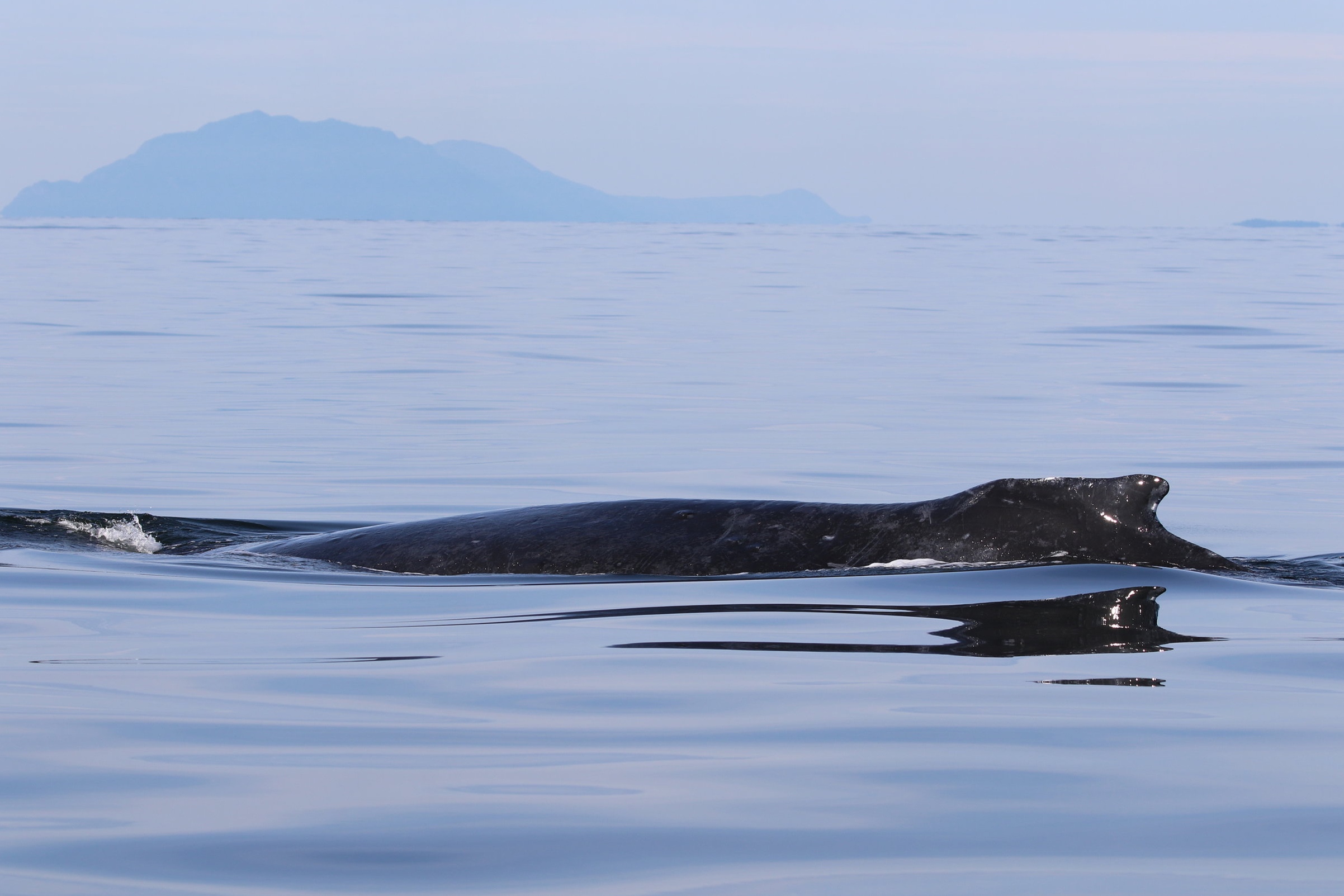 October 11, 2019 - Humpbacks close to home!