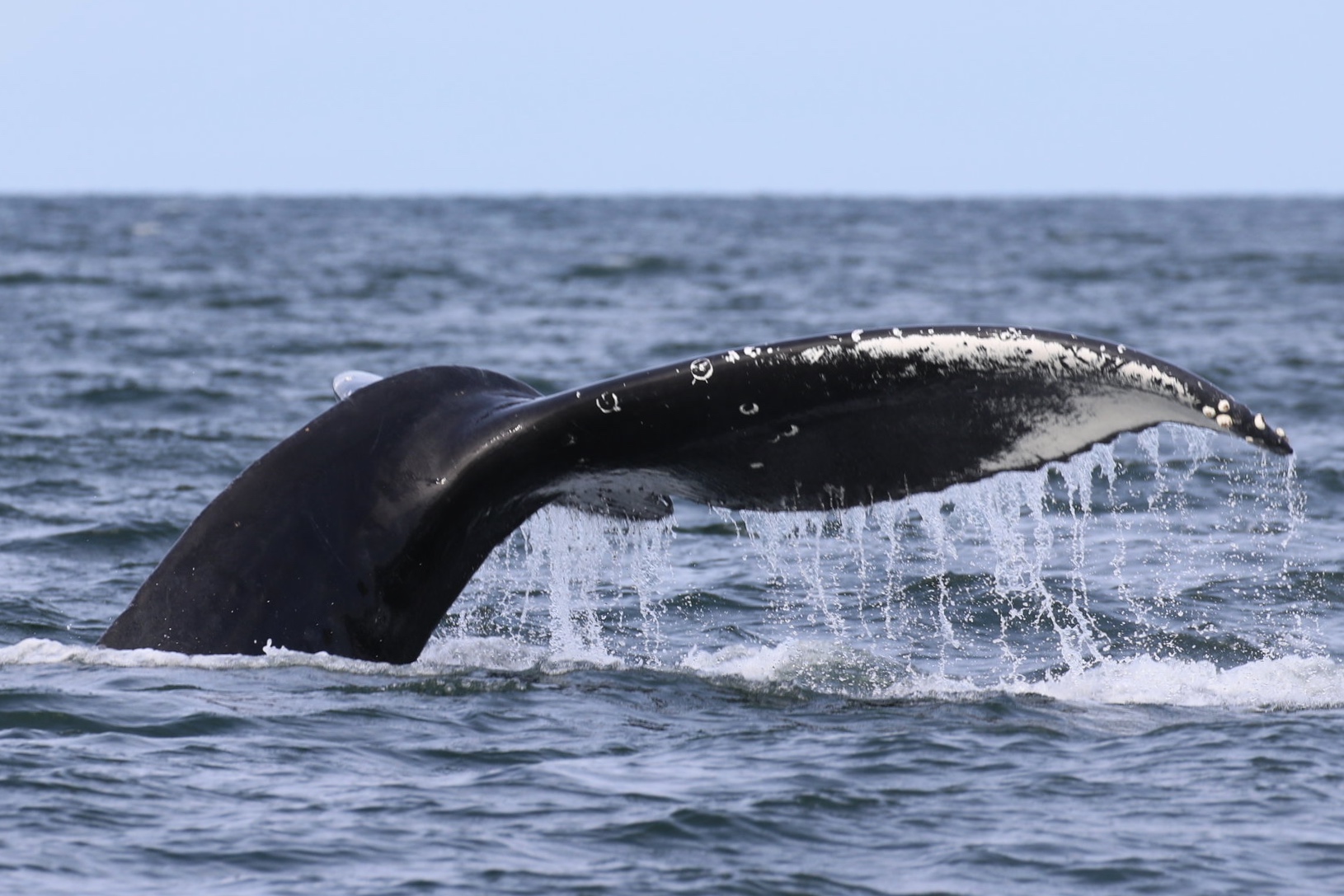 October 12, 2019 - Humpbacks all over the Strait
