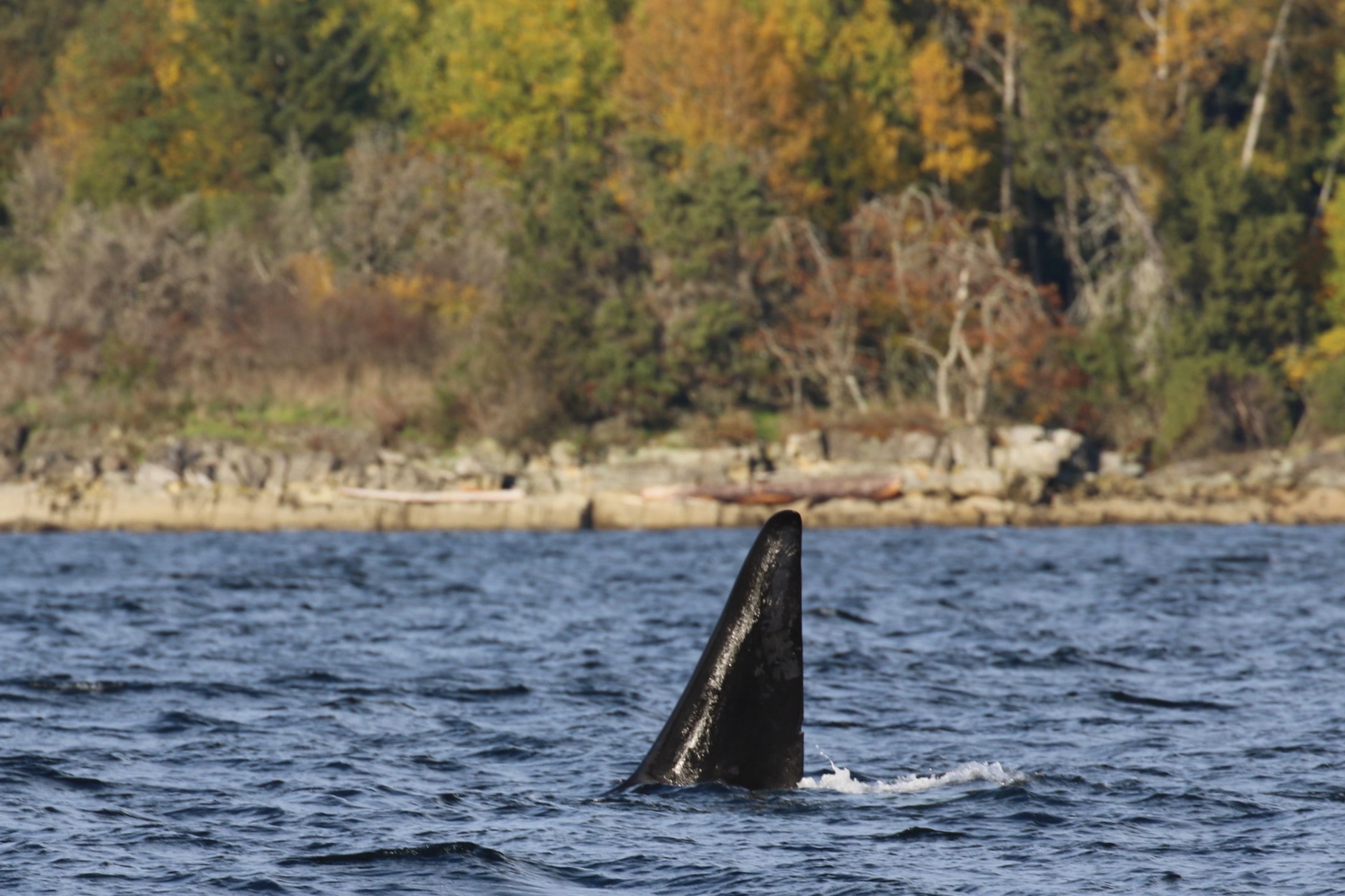 October 19, 2019 - Orcas and a humpback whale nearby!