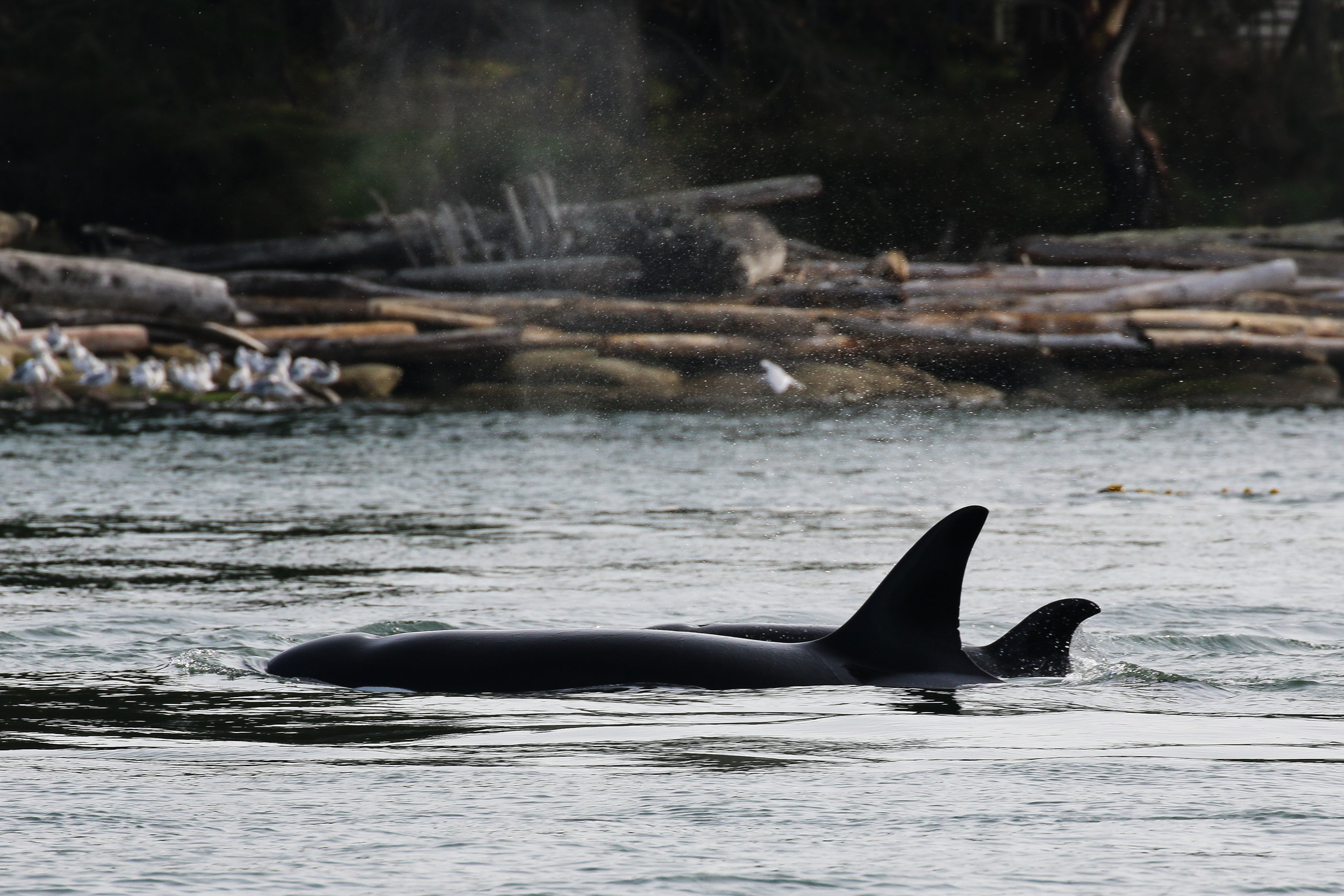 October 23, 2019 - Last tour of the season and we saw both orcas and a humpback whale! 