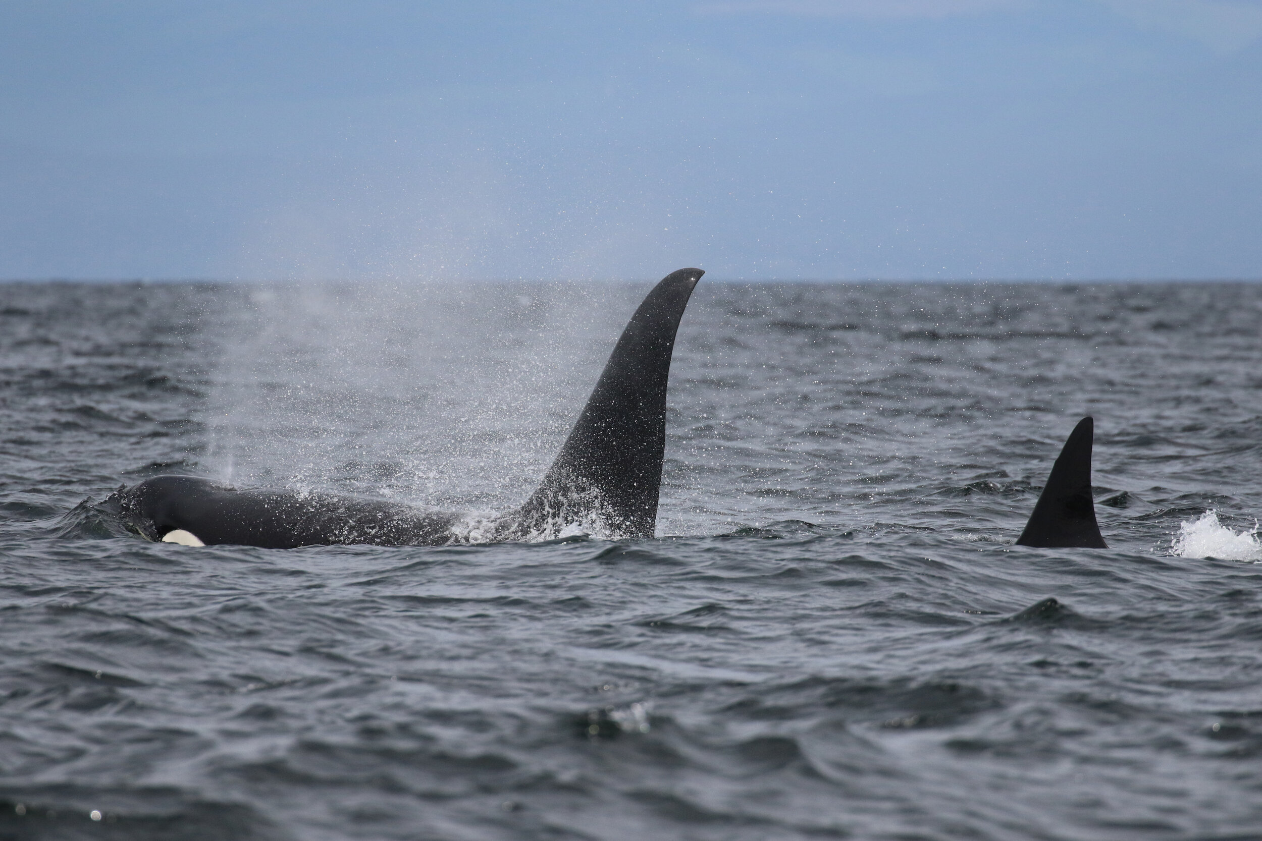 May 29, 2020 - An exciting first day back on the water! 