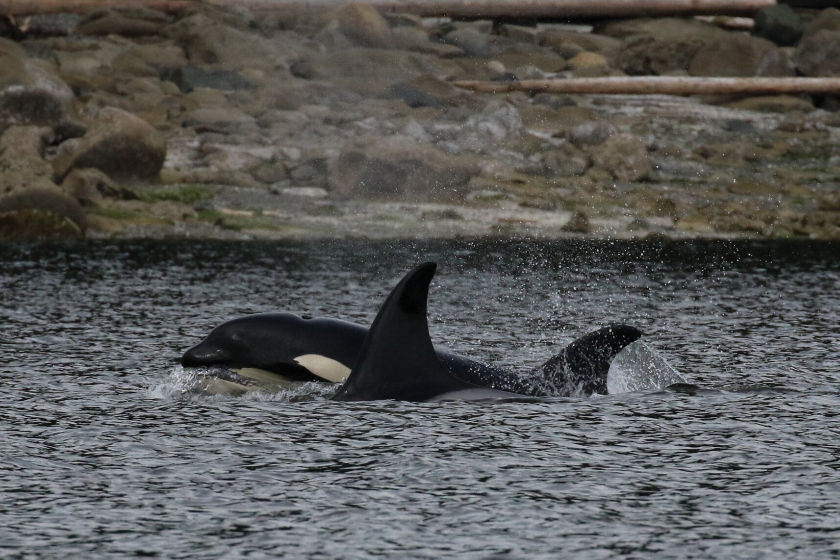 June 10, 2020 - After a beautiful day of searching we found orca close to home!