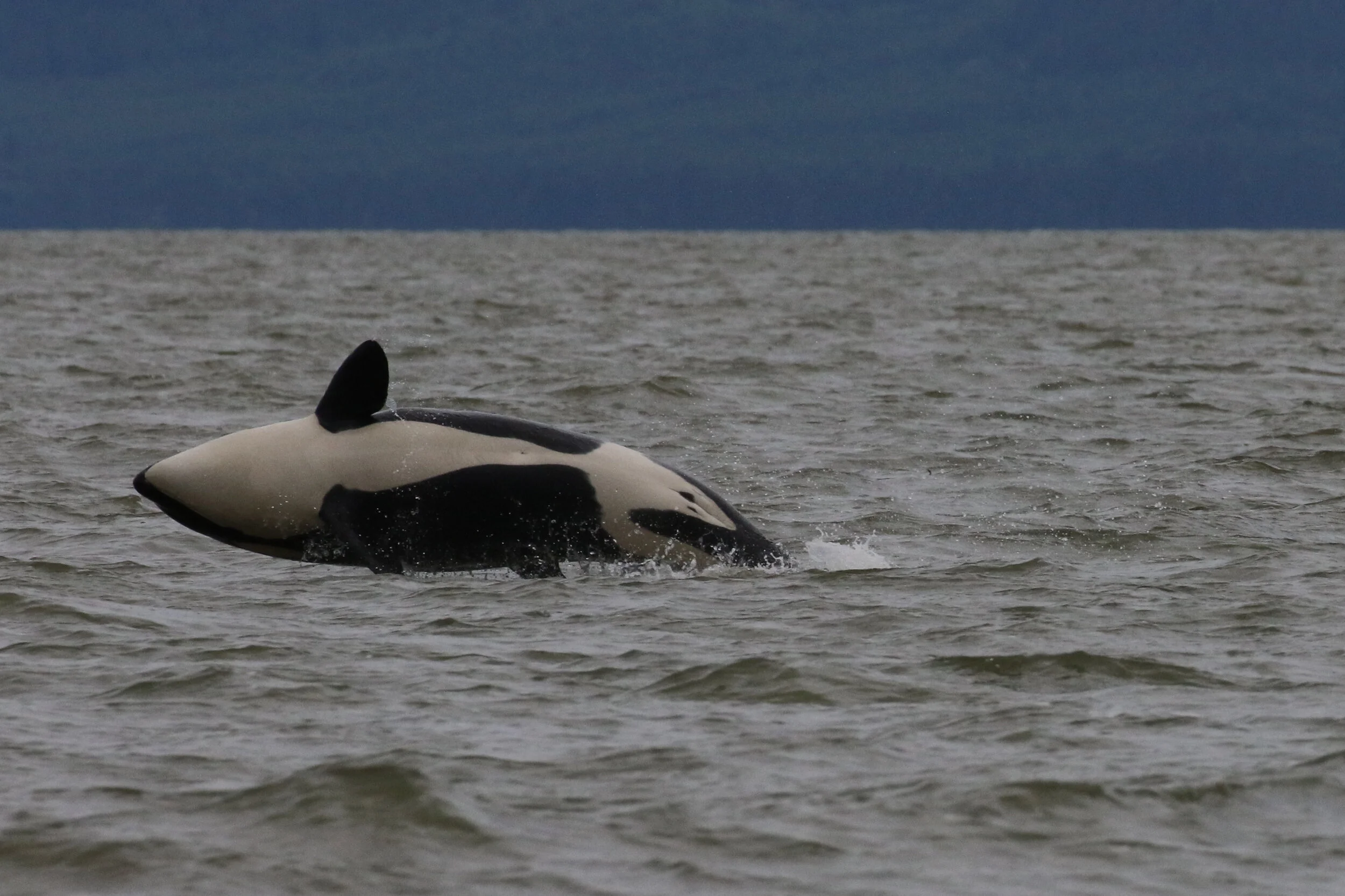 June 14, 2020 - T123s and T046B1s celebrating a hunt and Slate the humpback! 