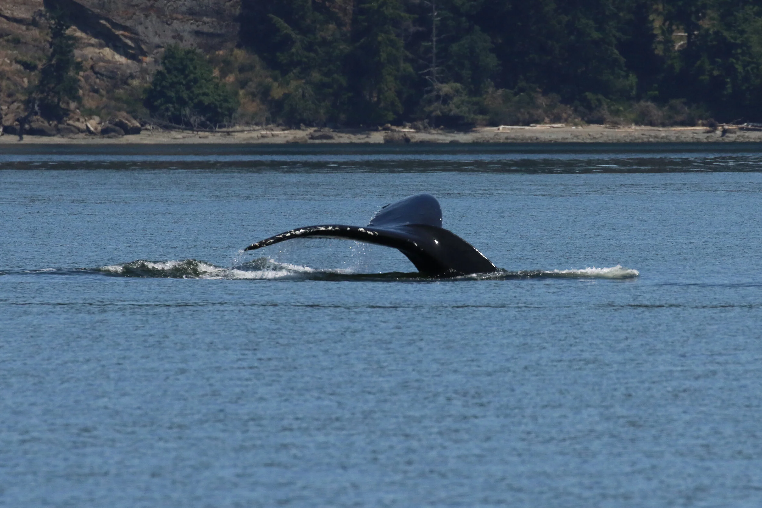 June 18, 2020 - Humpback whale Zephyr in Trinomial channel