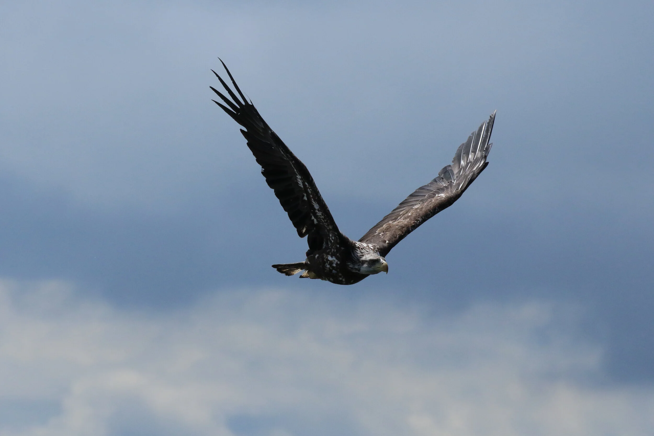 June 24, 2020 - Visiting with Zigzag in the Strait of Georgia! 