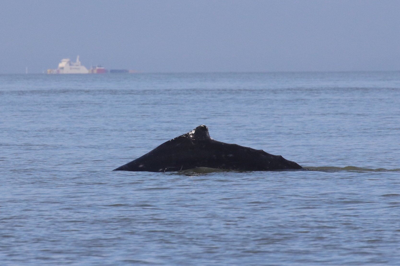 June 26, 2020 - Humpback whales at Porlier Pass!