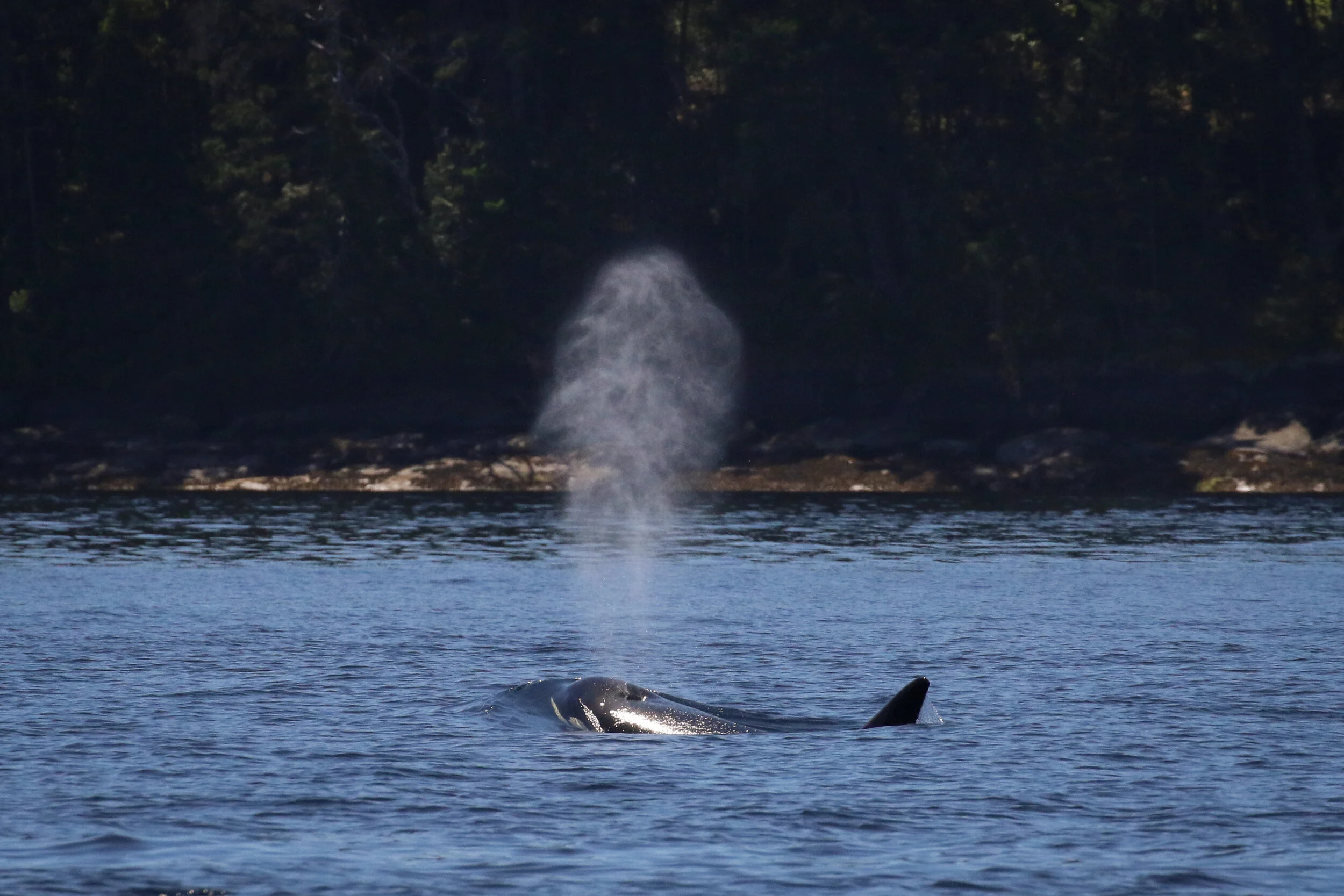 June 30, 2020 - Deja Vu! The same pods in the same place