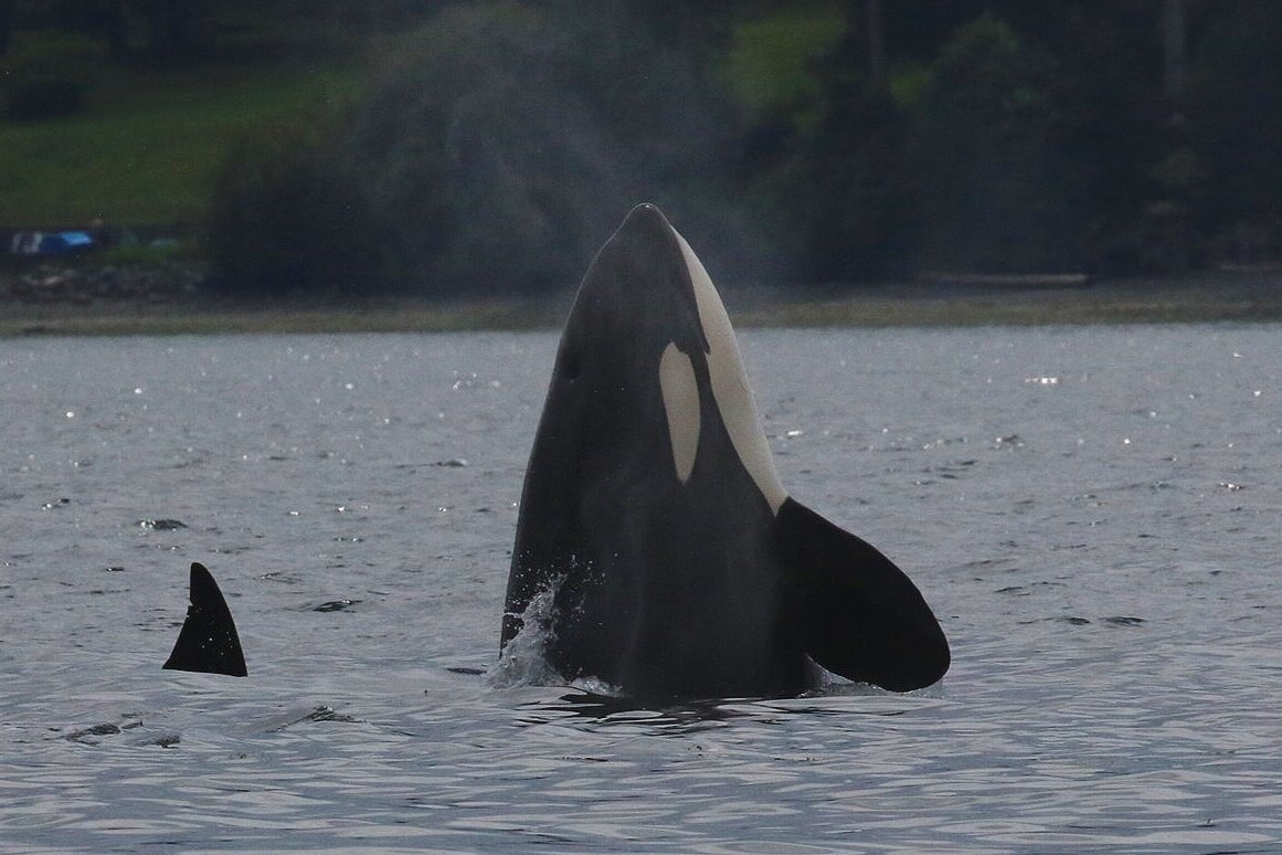 July 4, 2020 - 37A's in Cowichan Bay