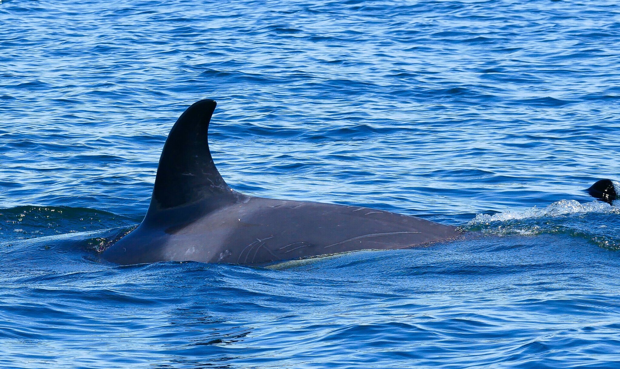 July 5, 2020 - T49A's Near Nanaimo