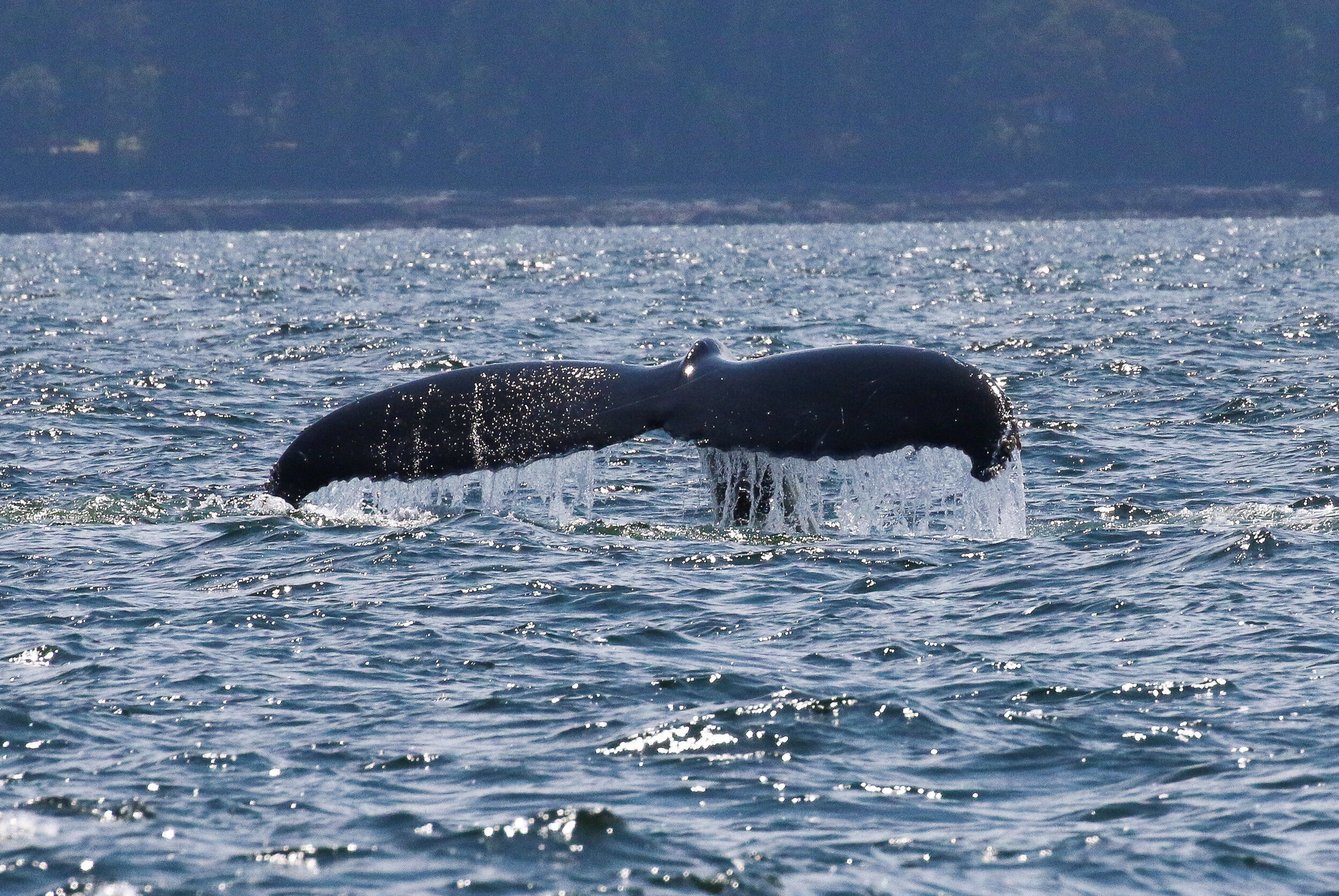 July 6, 2020 - A hungry humpback whale named Prowler!