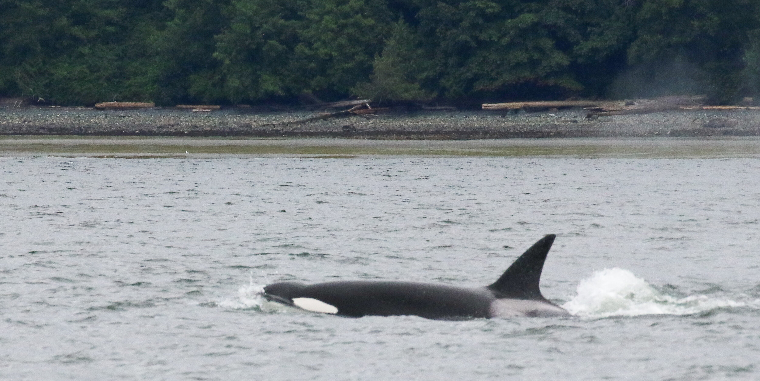 July 7, 2020 - Transient orca on the hunt near Lantzville!
