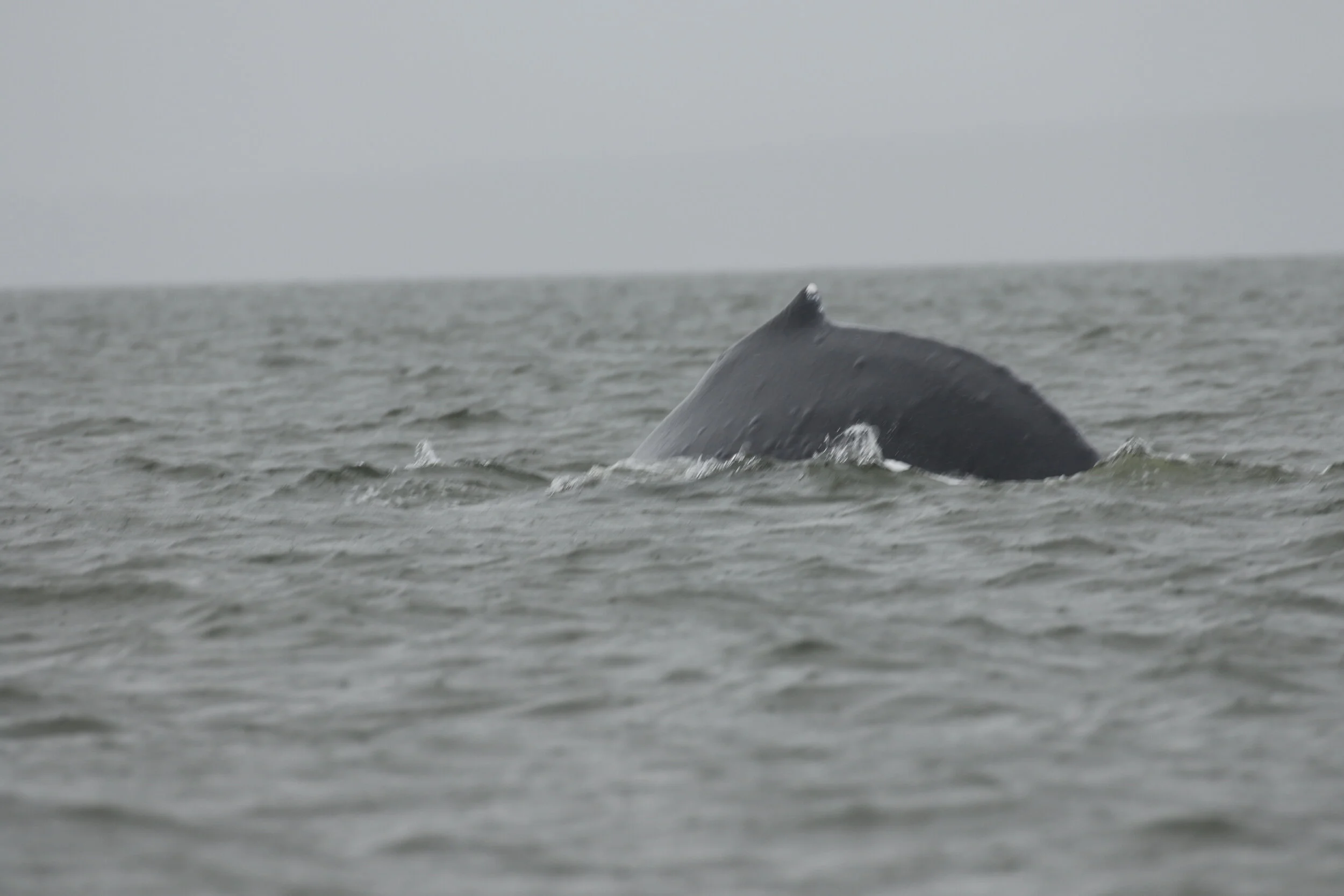 July 11, 2020 - A humpback whale feeding near Bowen Island