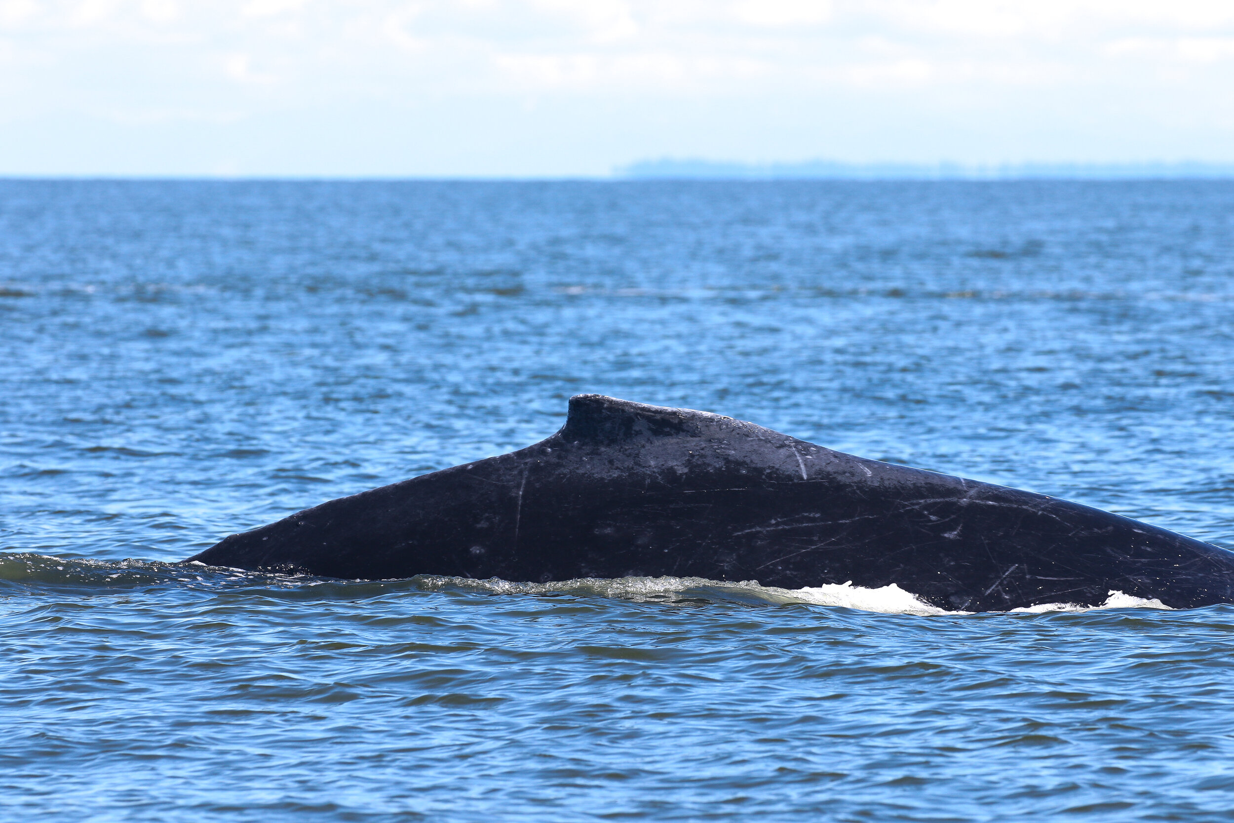 July 12, 2020 - A shy but frequent fluker in the Strait!