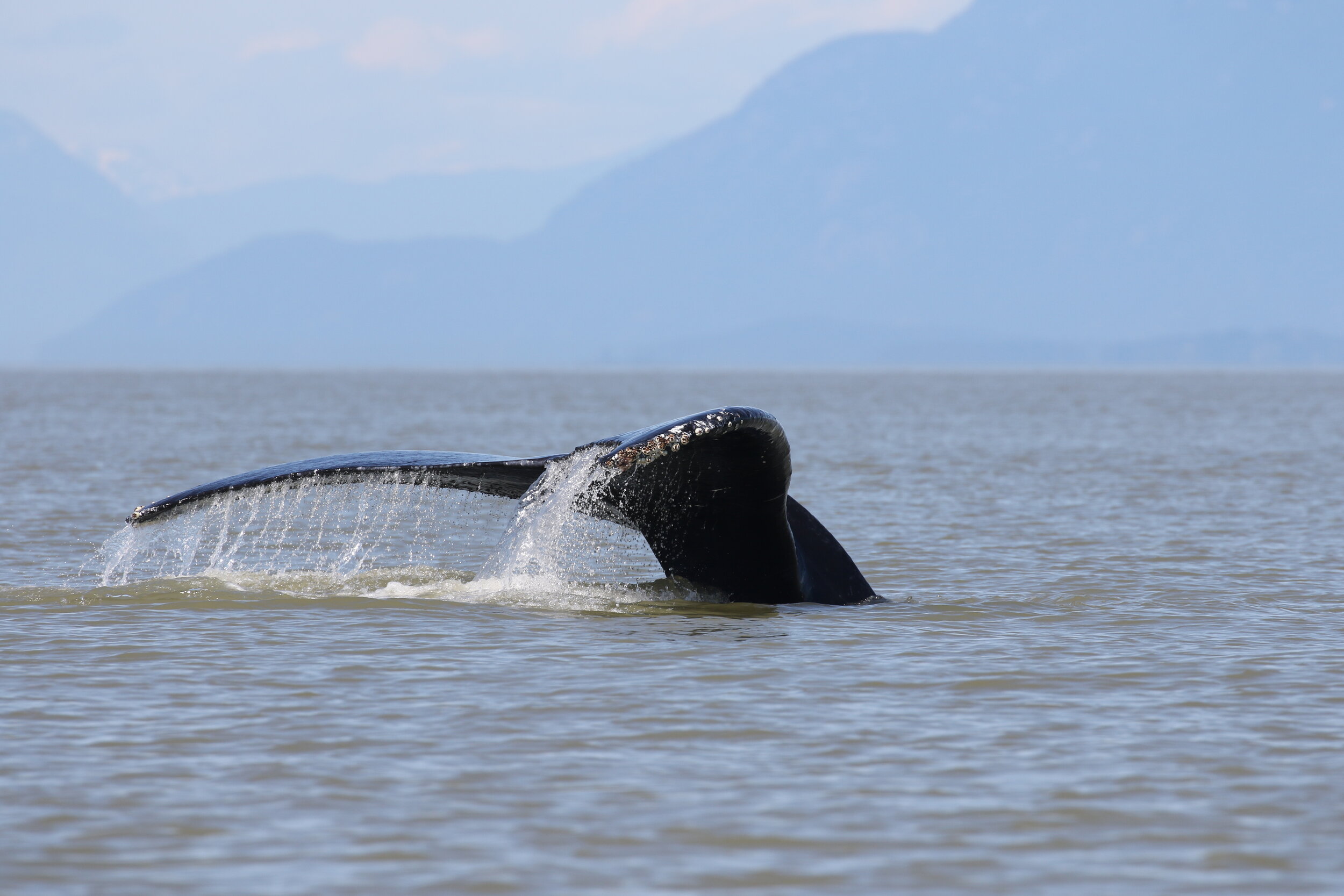 July 15, 2020 - Three humpback whales in beautiful conditions, including Heather and her new calf!