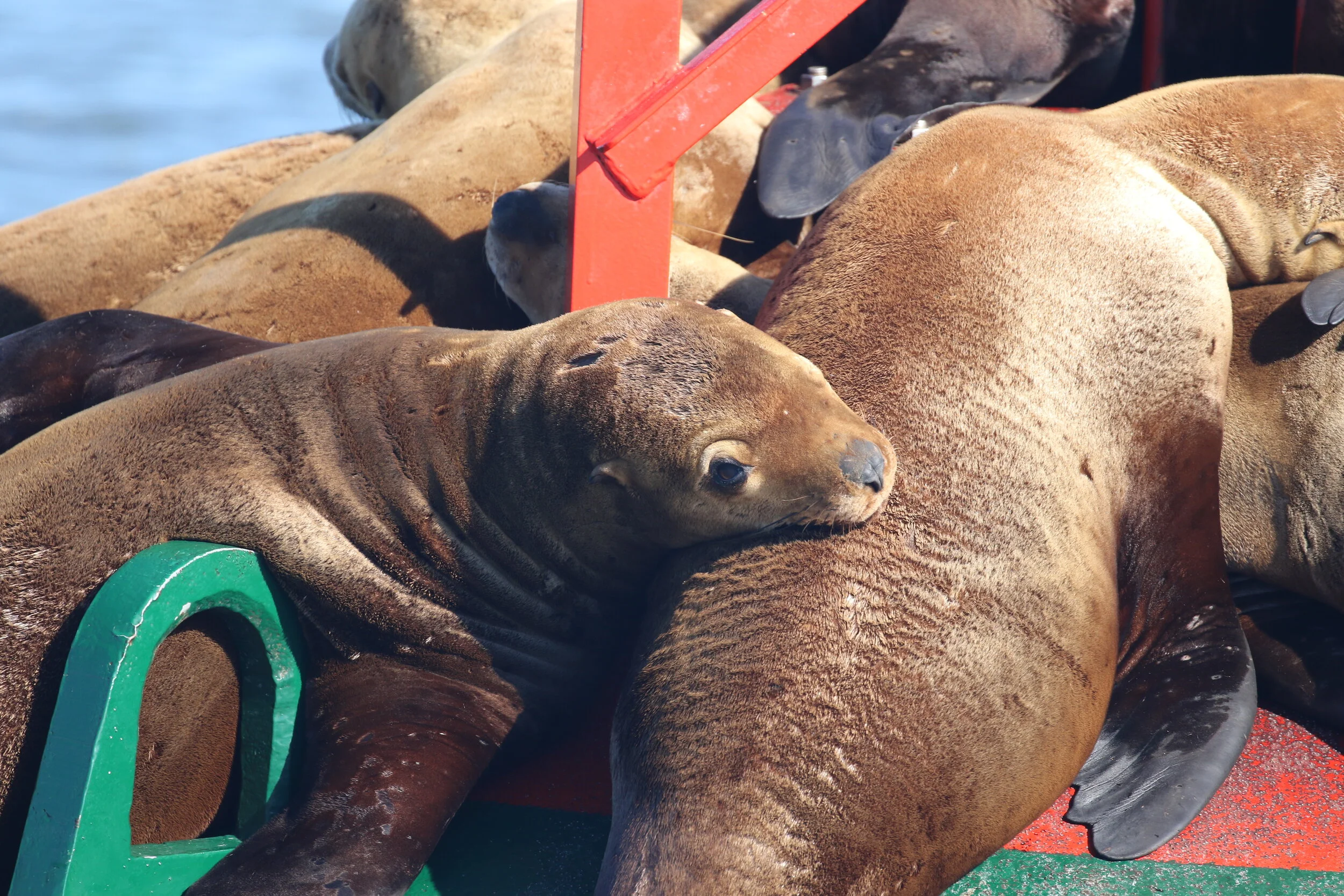 July 17, 2020 - Two families of transient orca hunting and travelling together! 