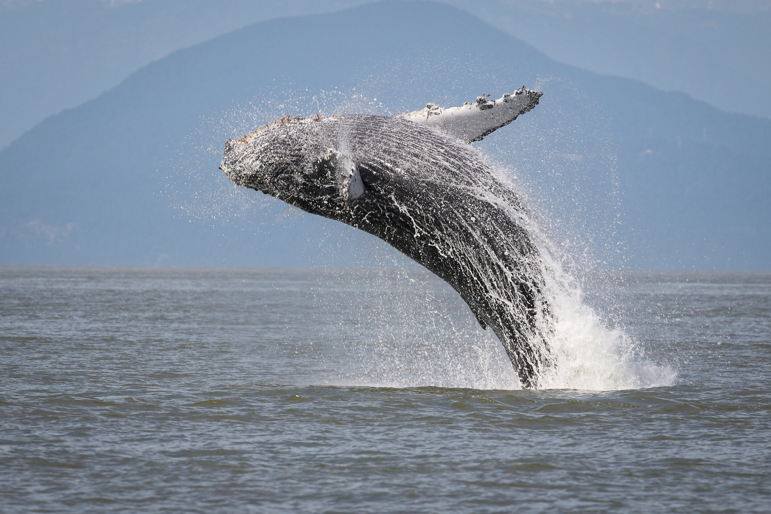 July 21, 2020 - Humpback mania! Heather and her breaching calf and Prowler bubblenet feeding!