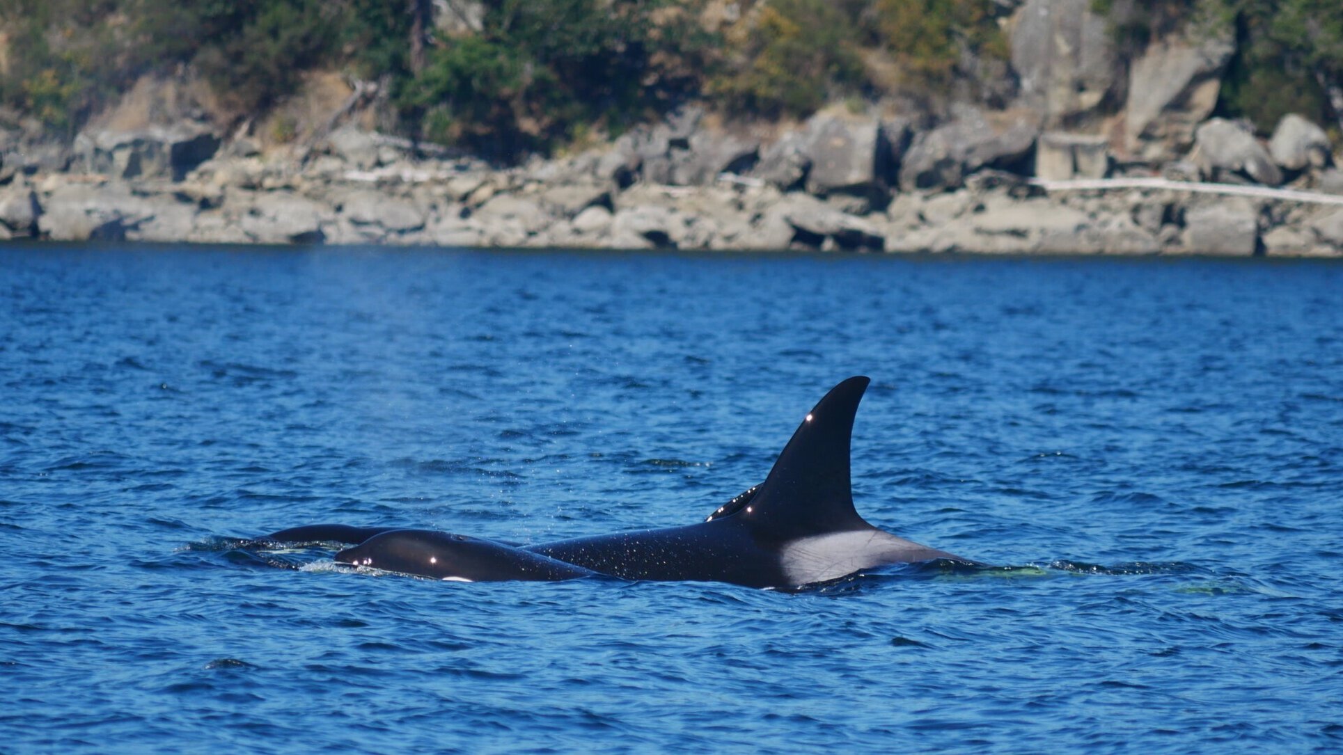 July 22, 2020 - Humpback whale soup and a large group of killer whales!