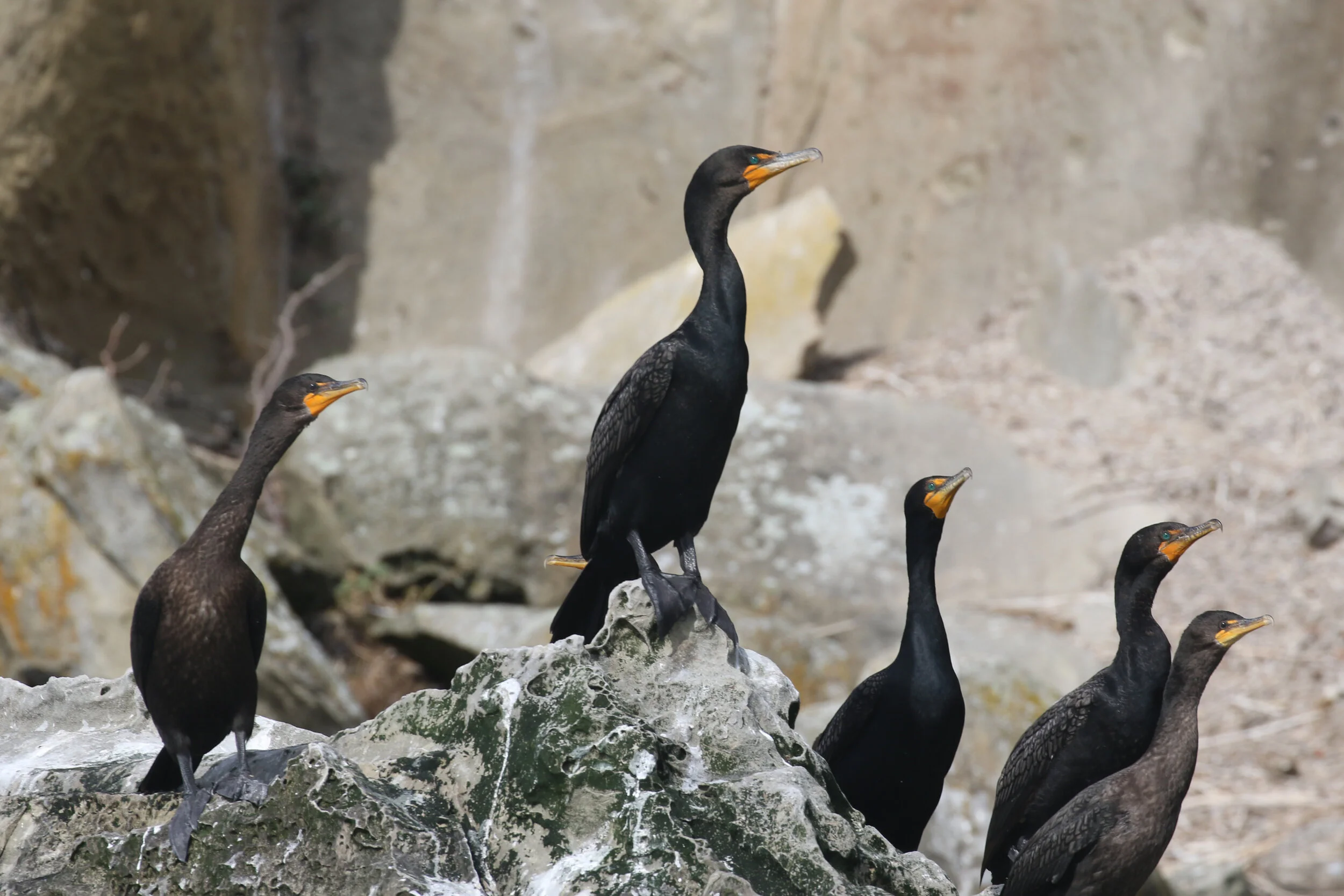 July 23, 2020 - Humpback whale mom and calf on a beautiful, sunny day!