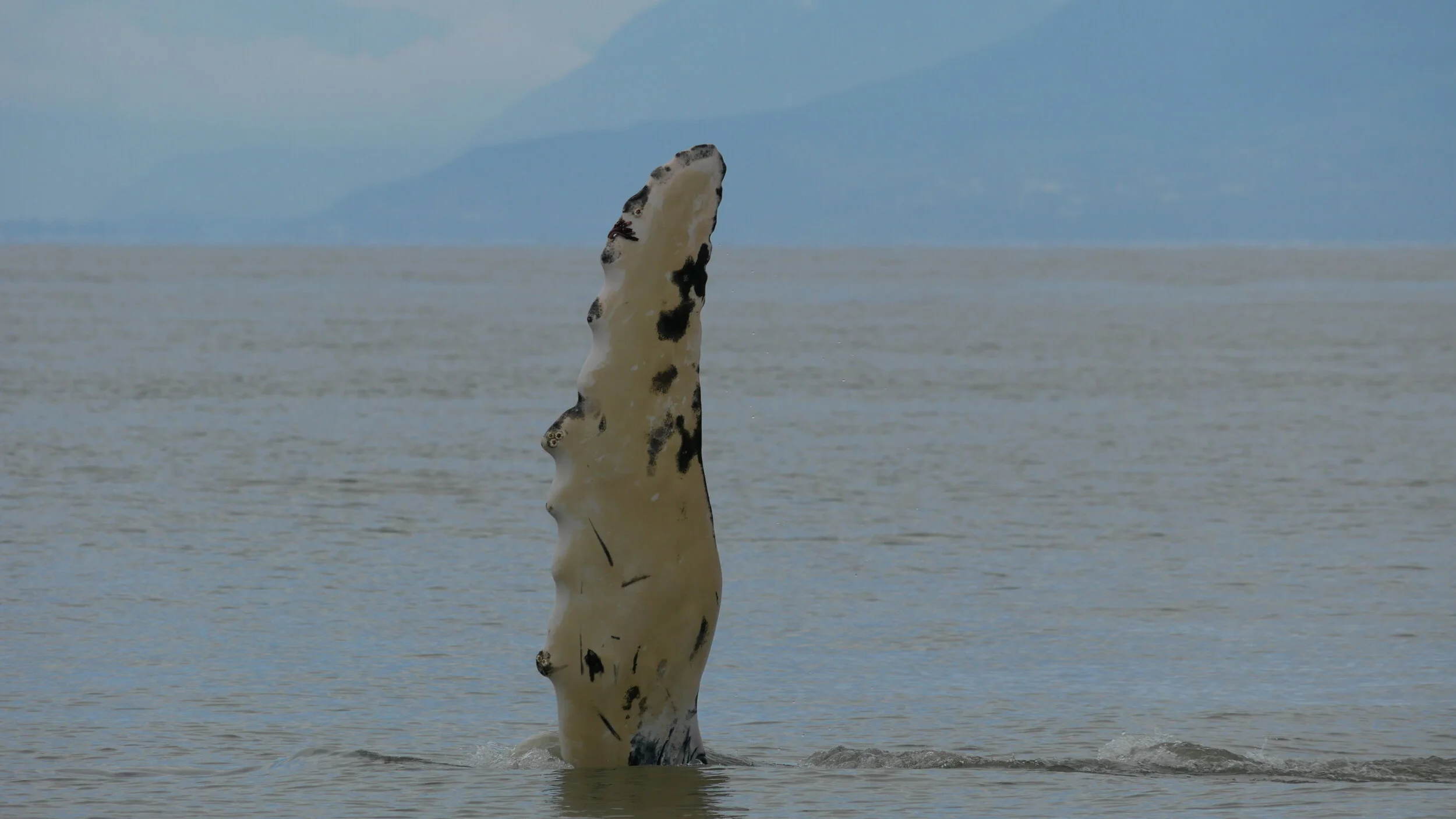 July 24, 2020 - Raptor and her calf in the Strait! 