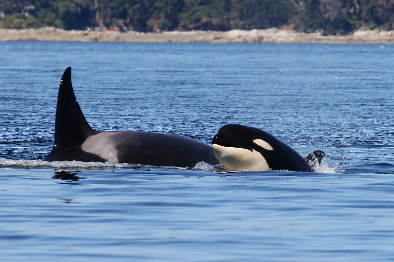 July 25, 2020 - A Thrilling Day at Sea with the T37A Orca Pod!