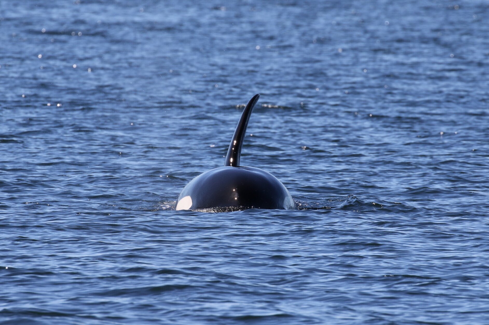 July 26, 2020 - Bigg's Orca in our backyard!