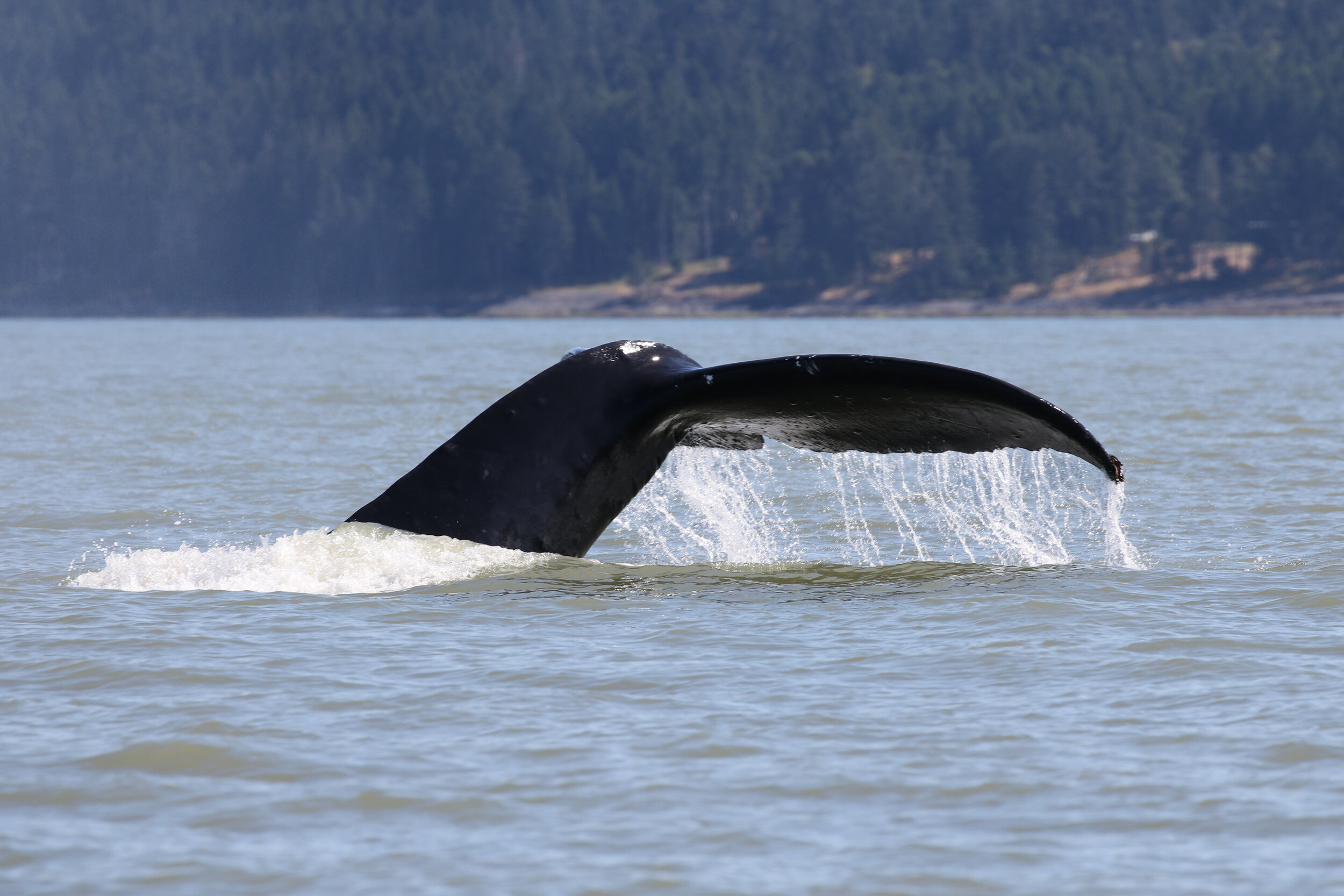 July 27, 2020 - A lovely, calm day with humpback whale "Slate"!
