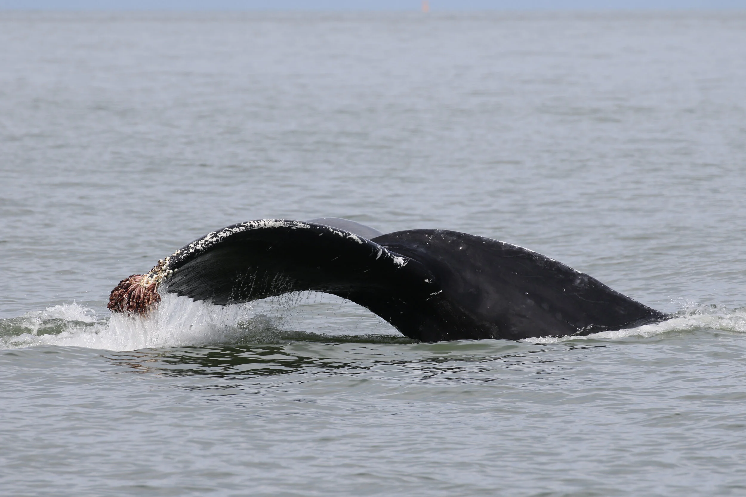 July 28, 2020 - A lone gentle giant in the Strait of Georgia