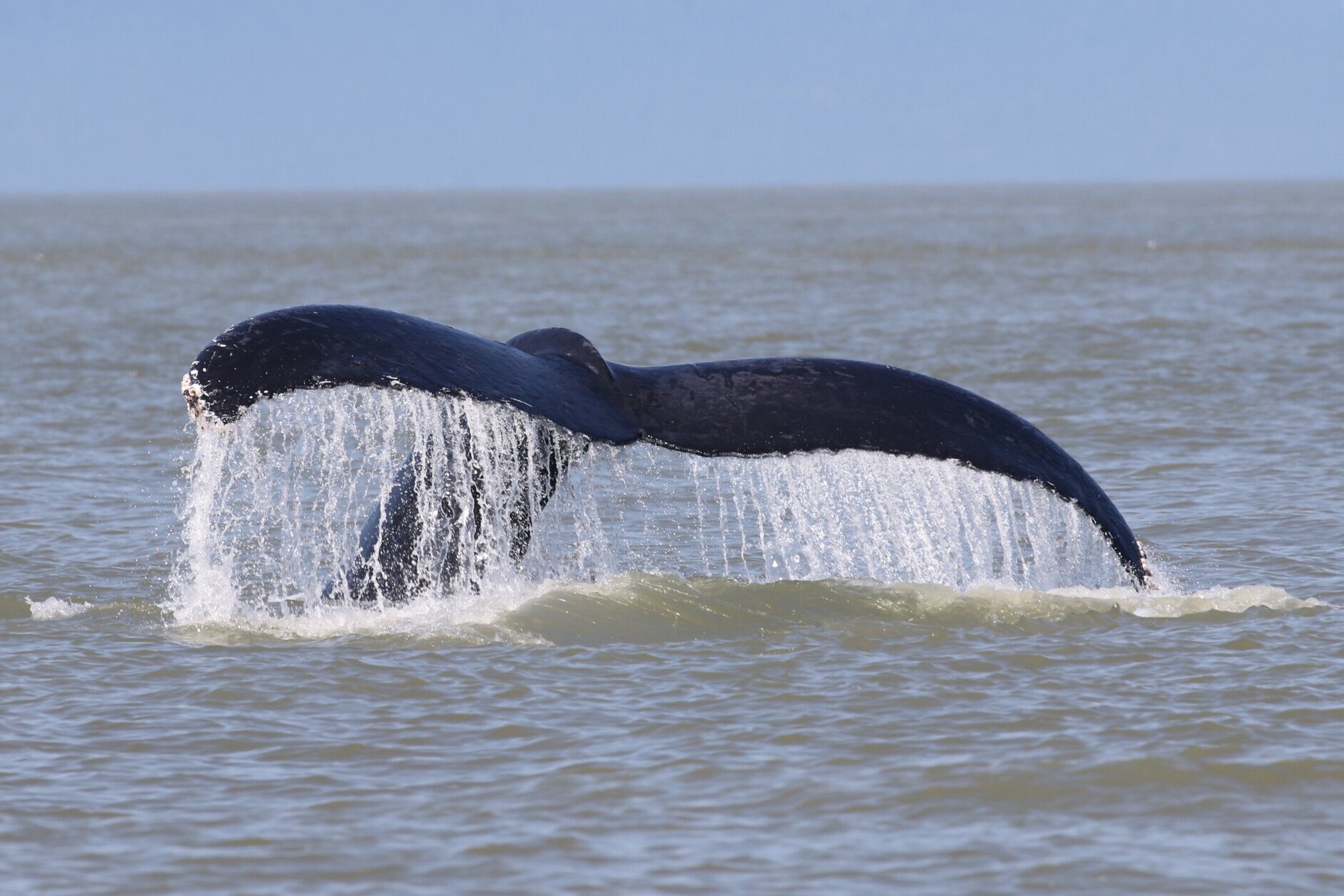 July 30, 2020 - Orion the humpback whale showing us some beautiful flukes 
