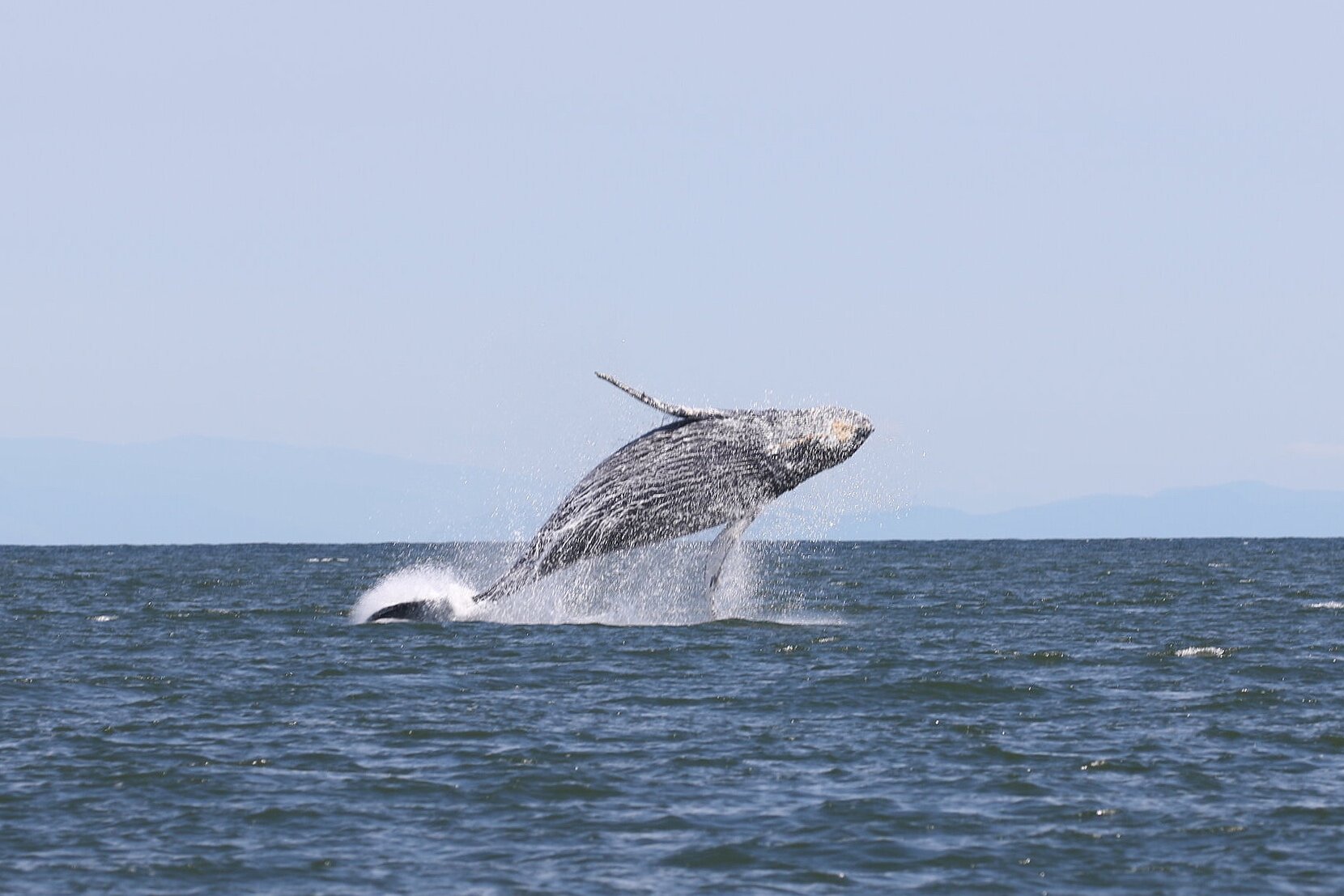 August 1, 2020 - An acrobatic baby humpback whale! 