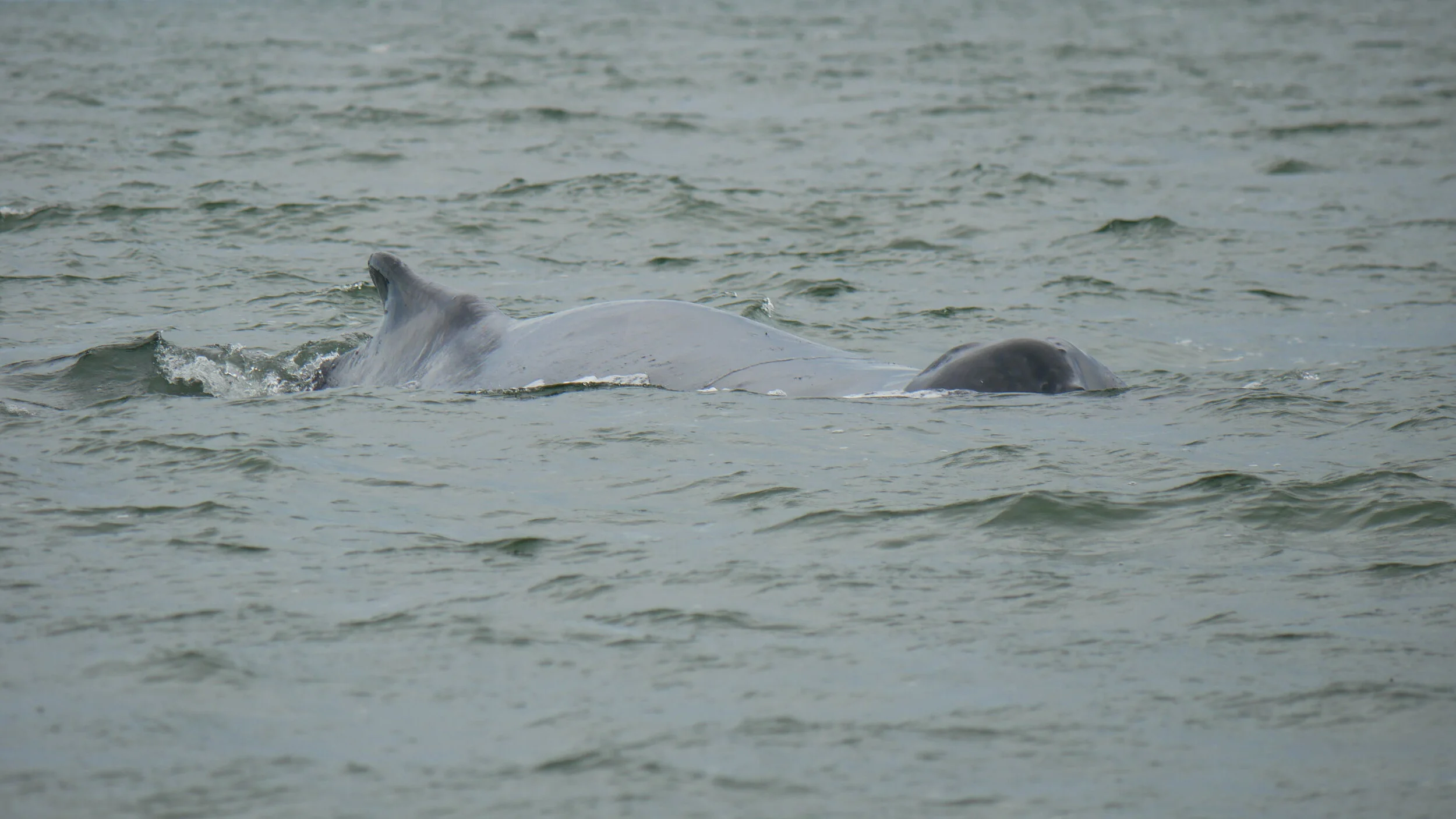 August 2, 2020 - Humpback whale soup in the Strait of Georgia! (Copy)
