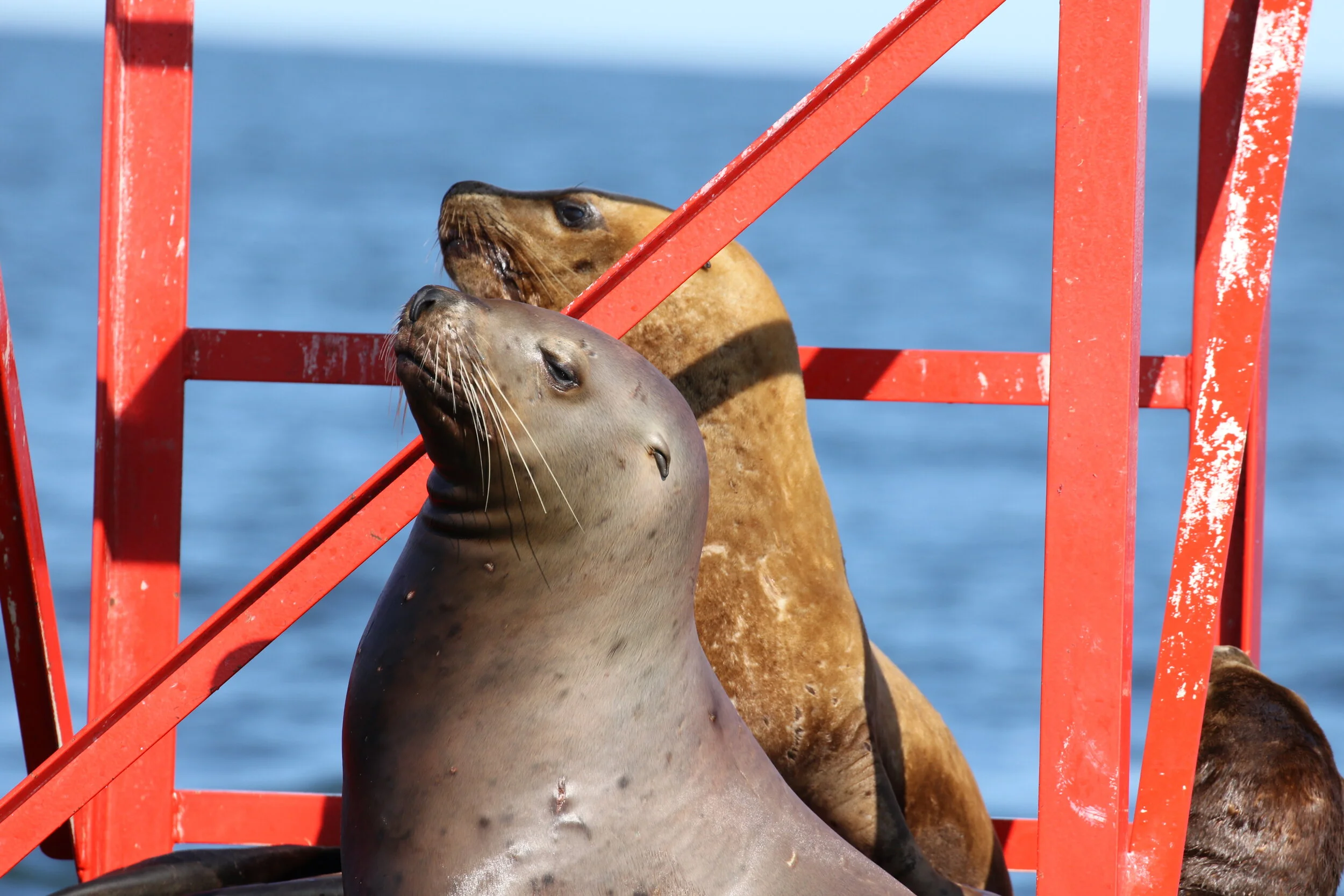 August 4, 2020 - Strike, Heather and Calf playing in the Strait
