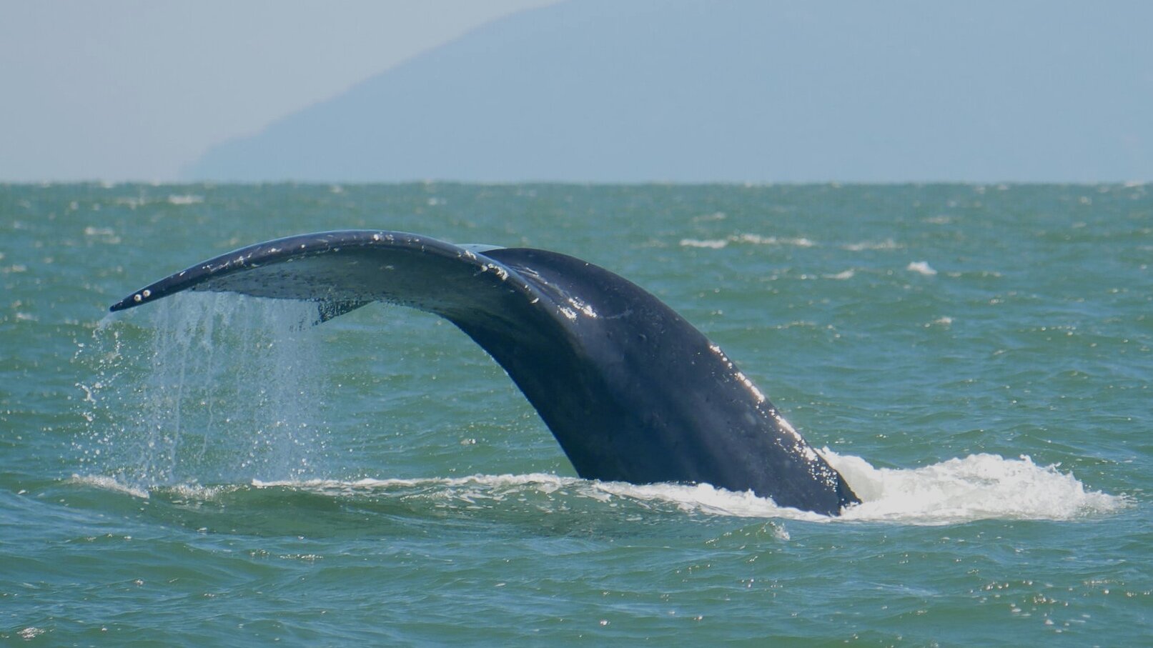 August 5, 2020 - An afternoon with Zig Zag and tons of other wildlife!