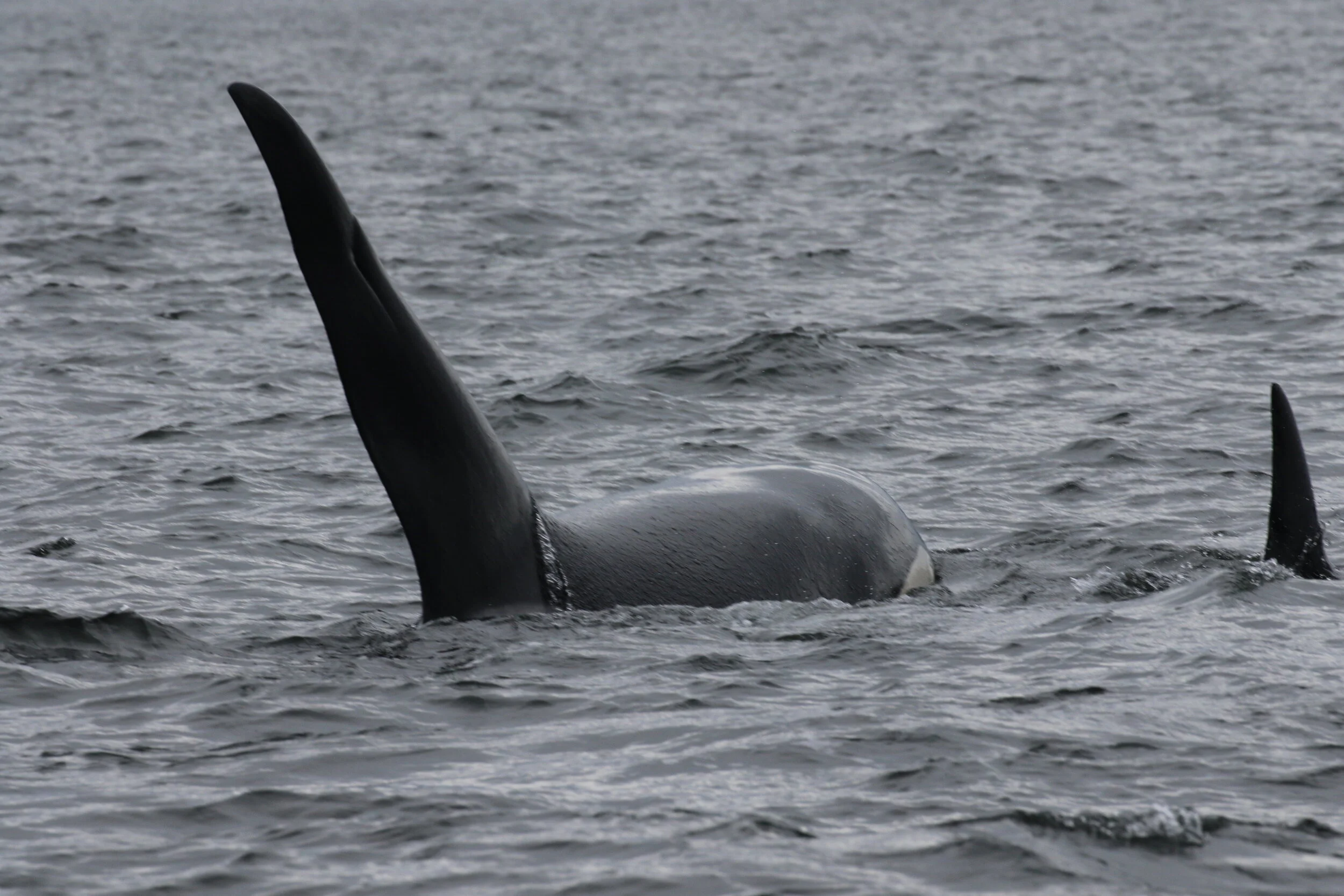 August 7, 2020 - T18's near Sidney