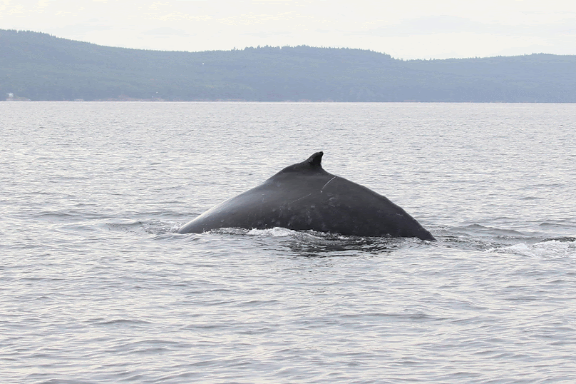 Orion’s beautiful fluke. Sequence by Cheyenne Brewster.