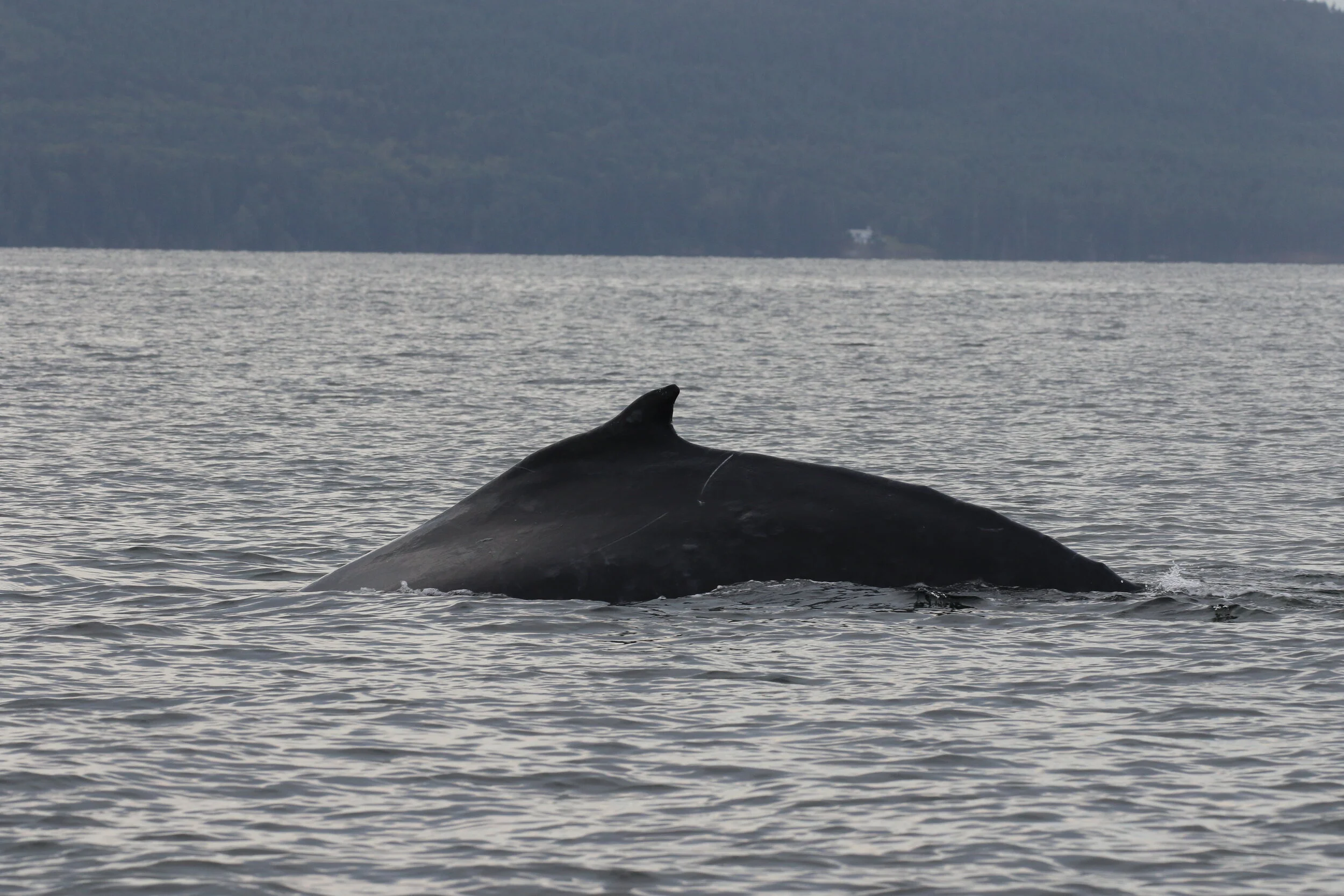 Photo by Cheyenne Brewster.