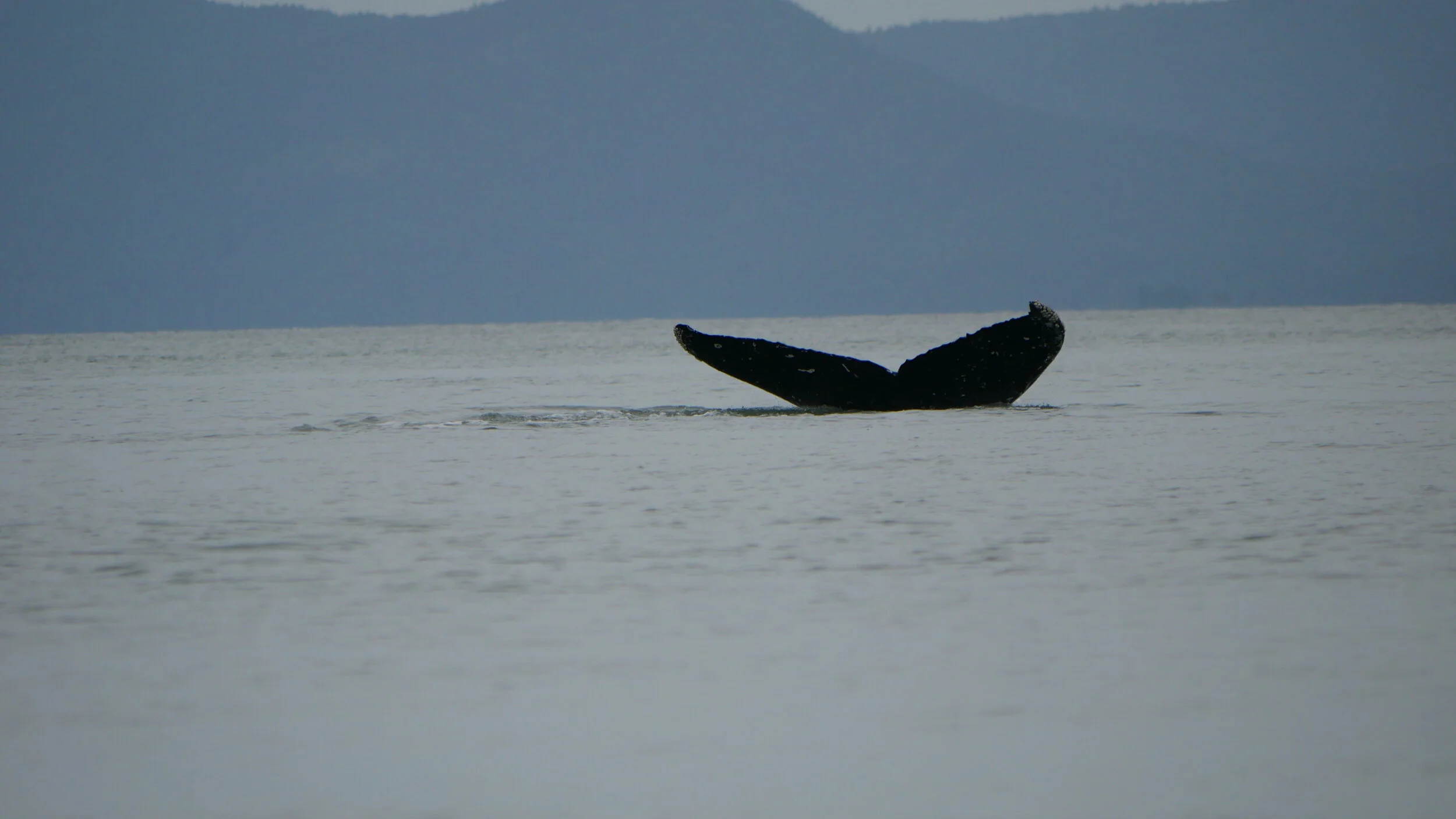 Strike’s fluke. Photo by Ryan Uslu.