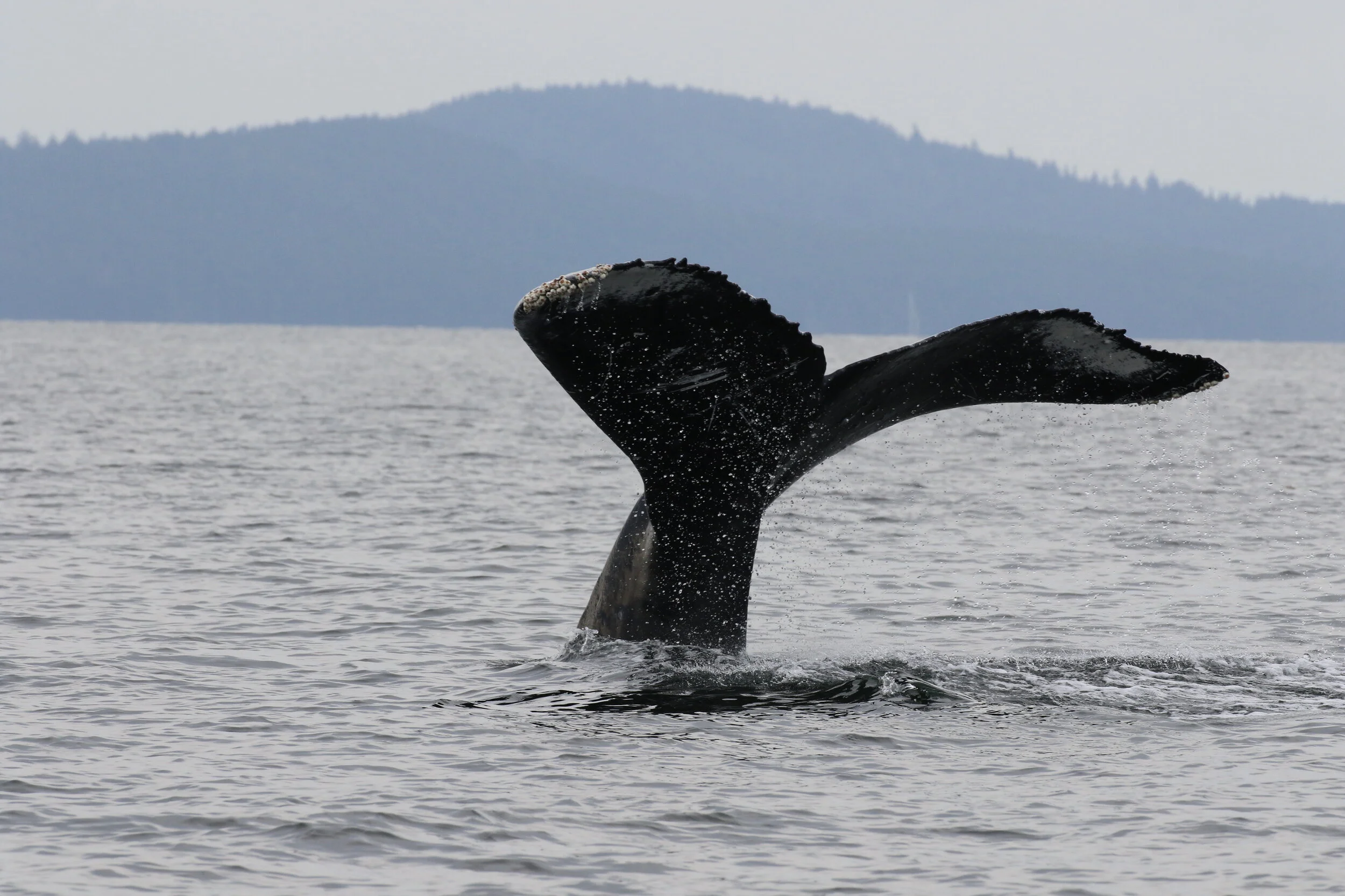 Aug 11, 2020 - Humpbacks all around!