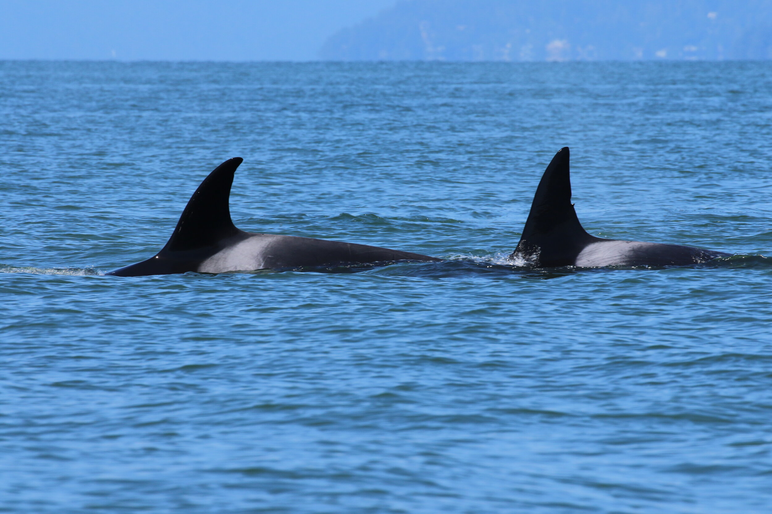 Aug 14, 2020 - Double species day!