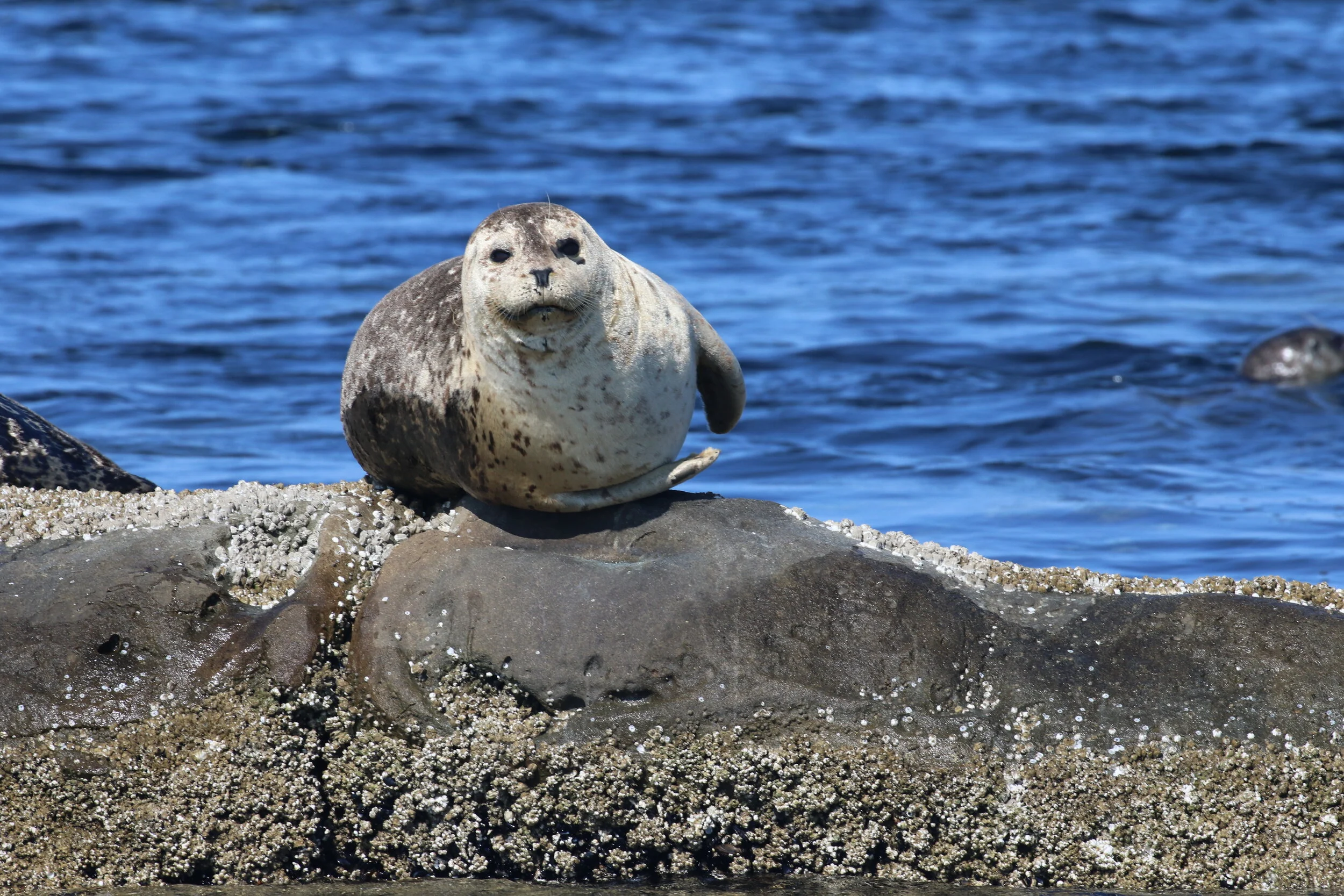 Aug 12, 2020 - Raptor and her calf, Harpy!
