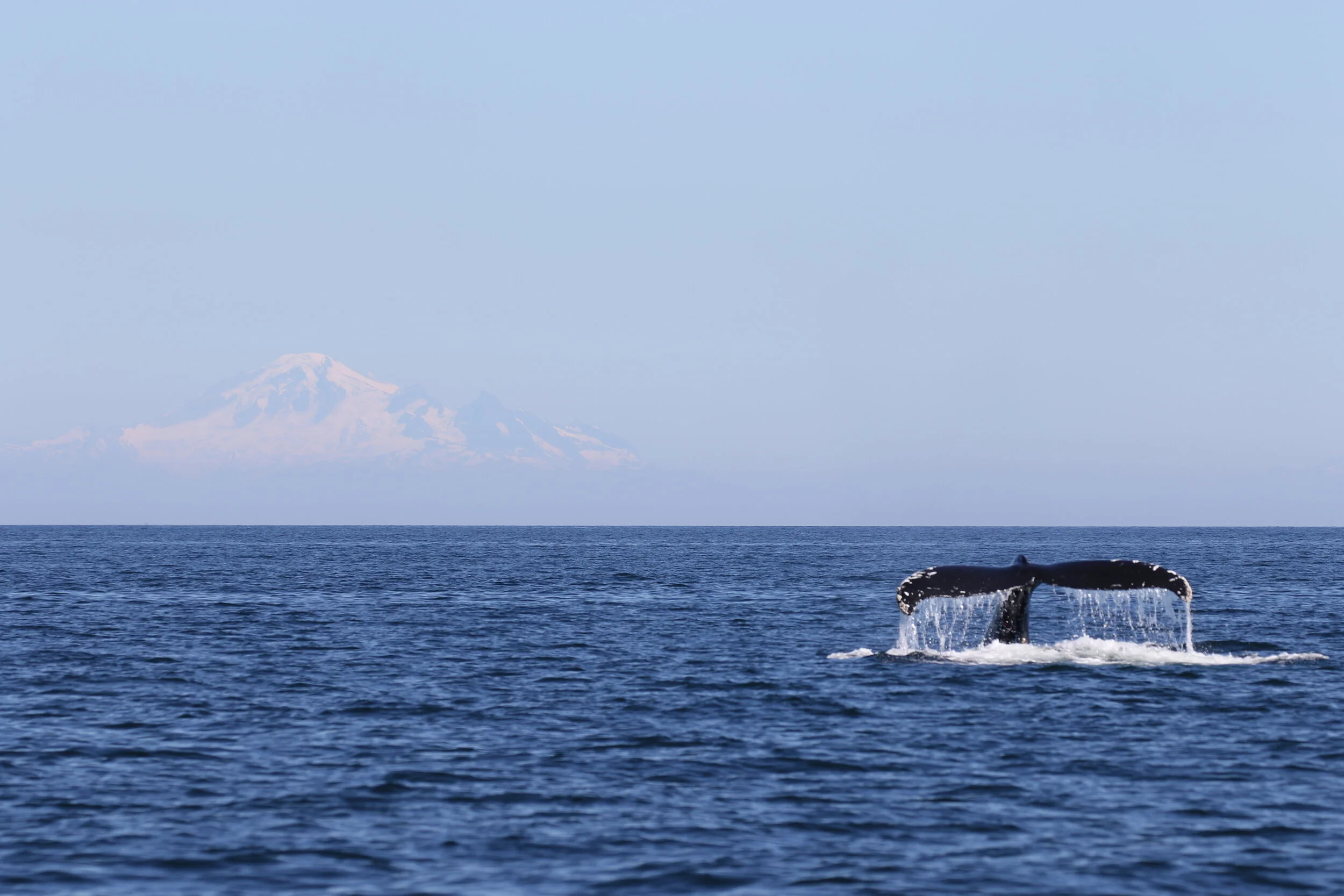 August 15, 2020 - An afternoon with Scoop, Snoopy and Strike