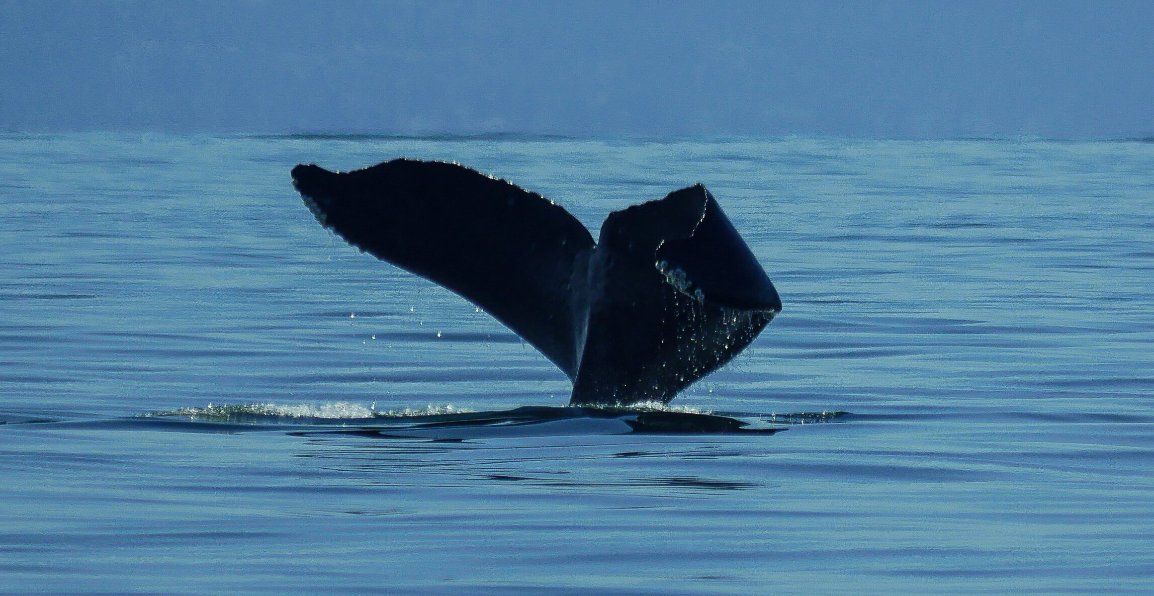 Aug 16, 2020 - T18's at Apex, and Fallen Knight near Sechelt!