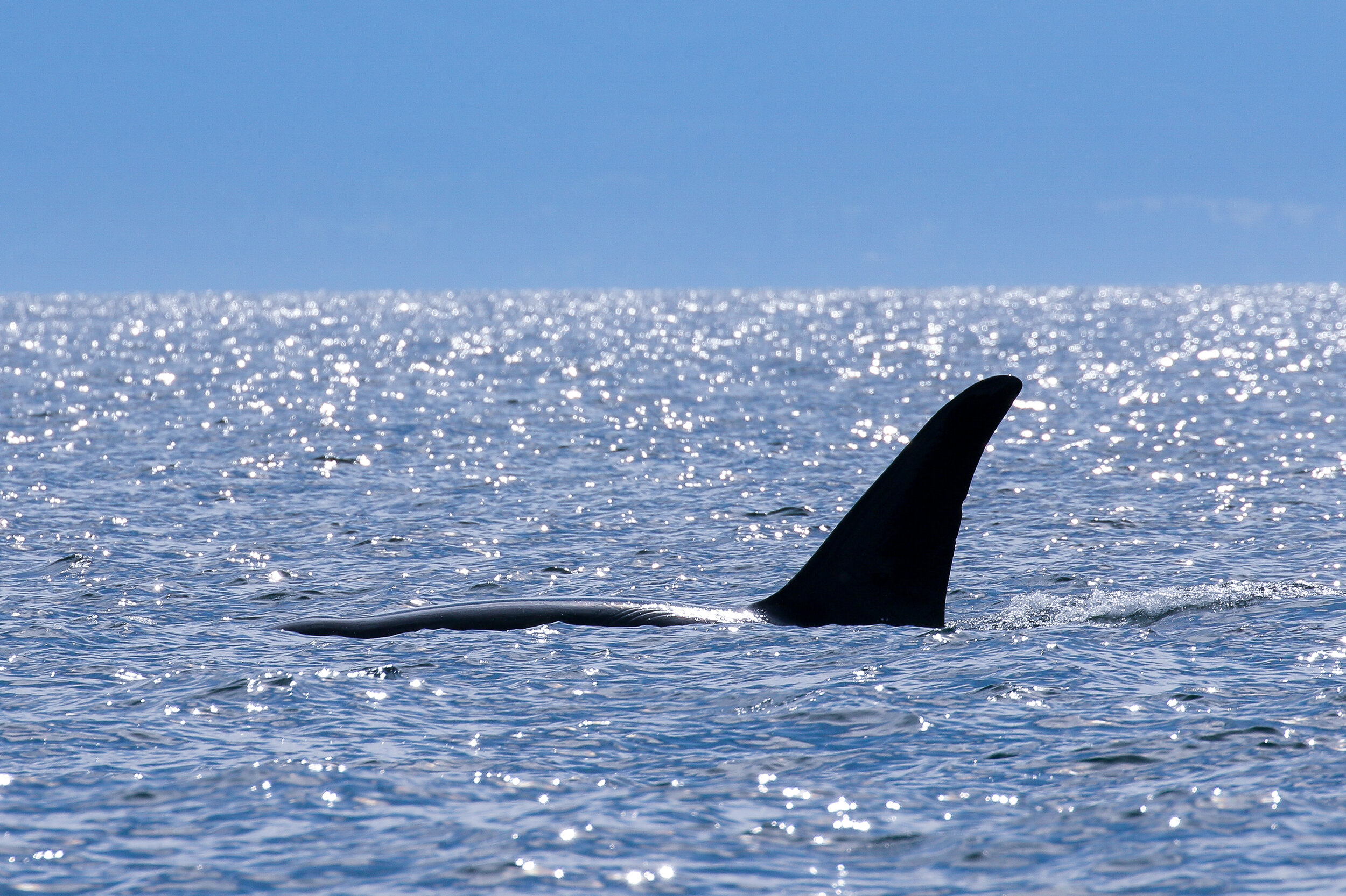 Aug 18, 2020 - T100's off Sechelt and Zig Zag near Parksville!
