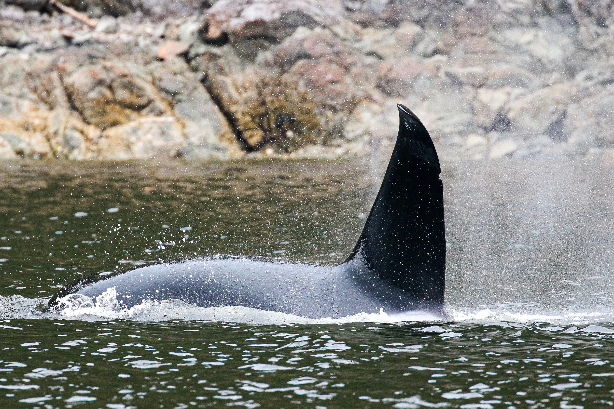 Aug 20, 2020 - T18/19's