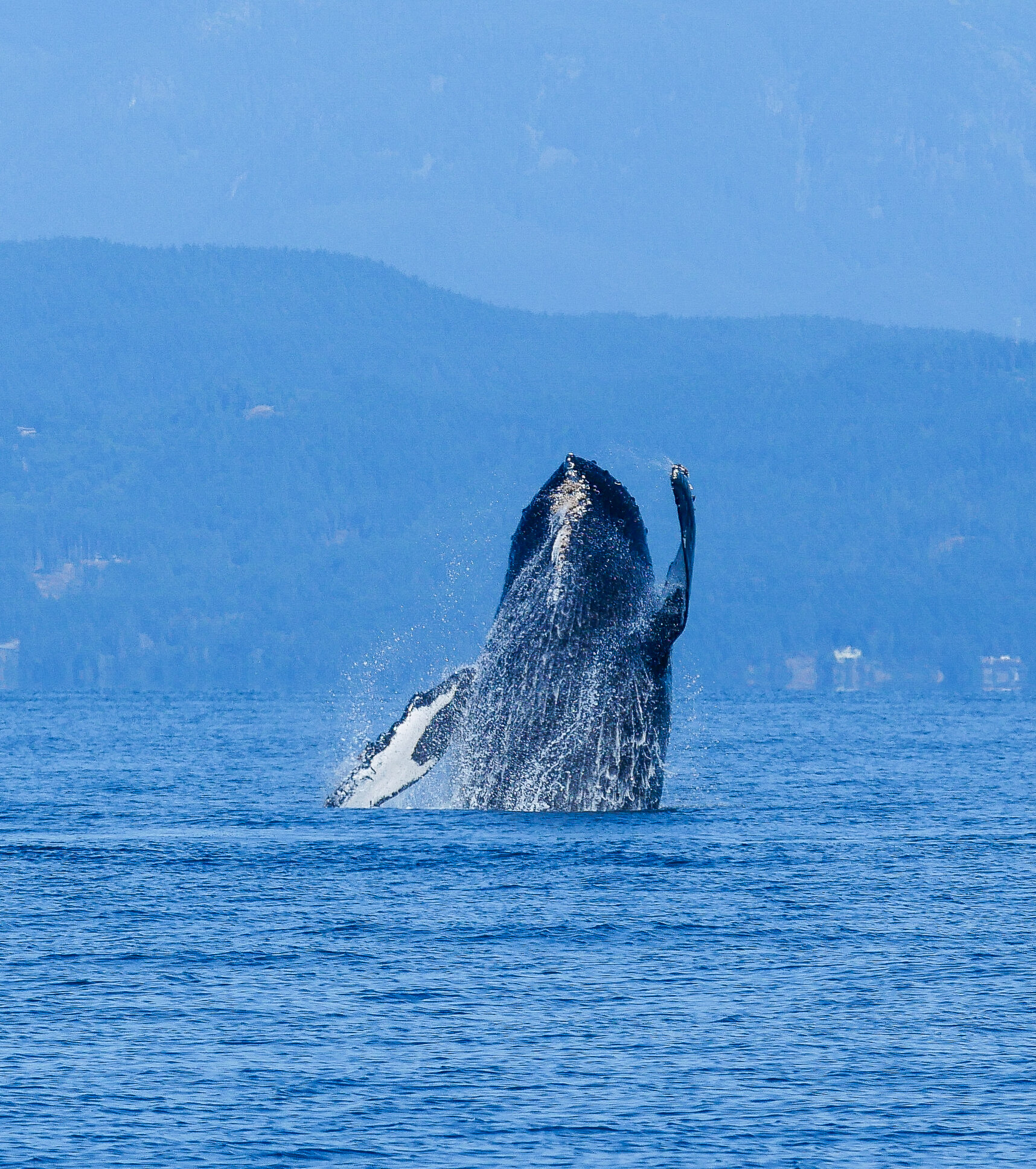 August 22, 2020 - Active Humpback Whales in the Strait of Georgia